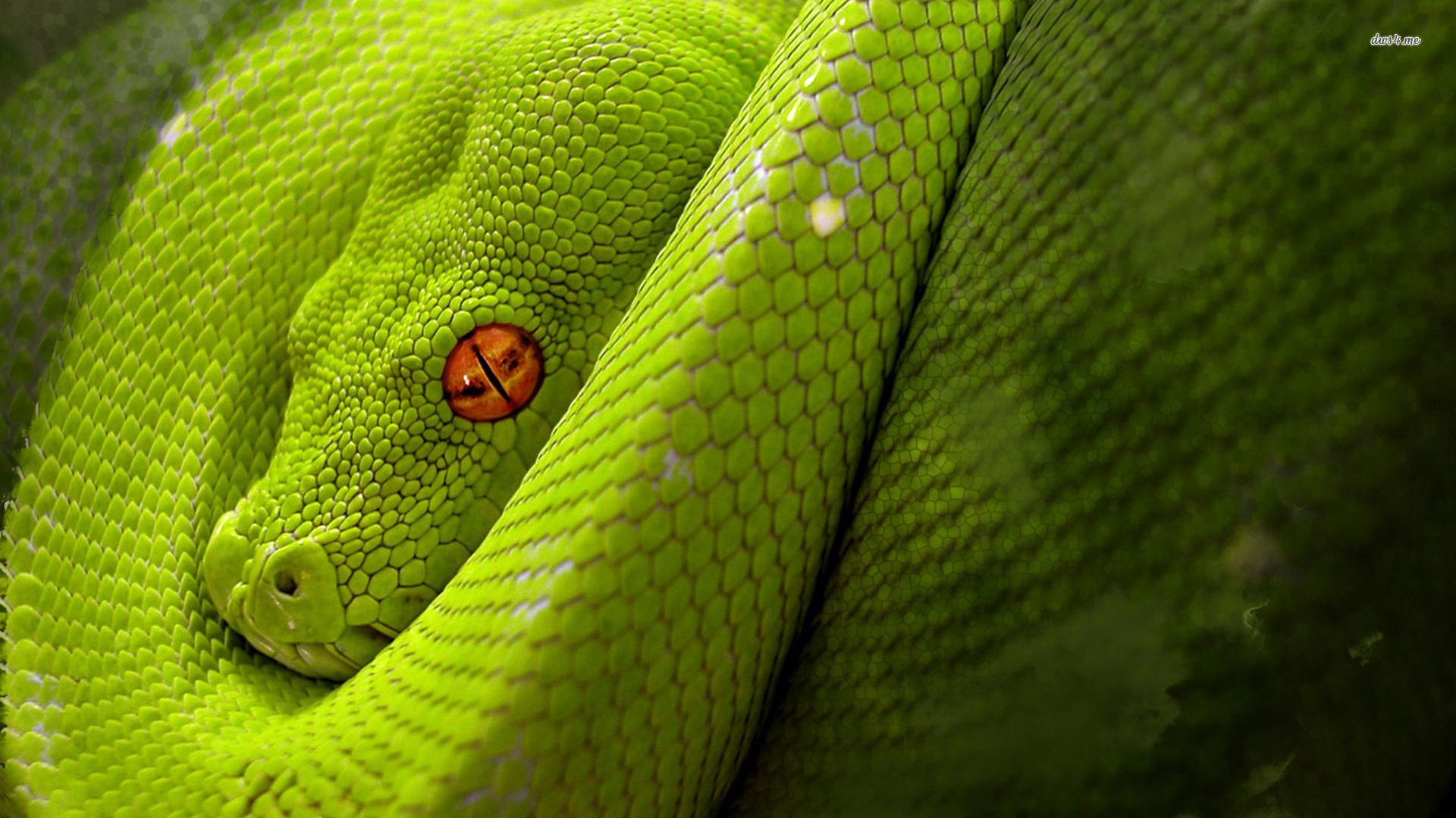 Snake Desktop Wallpapers