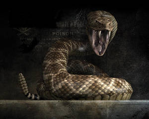 Snake Desktop Wallpapers