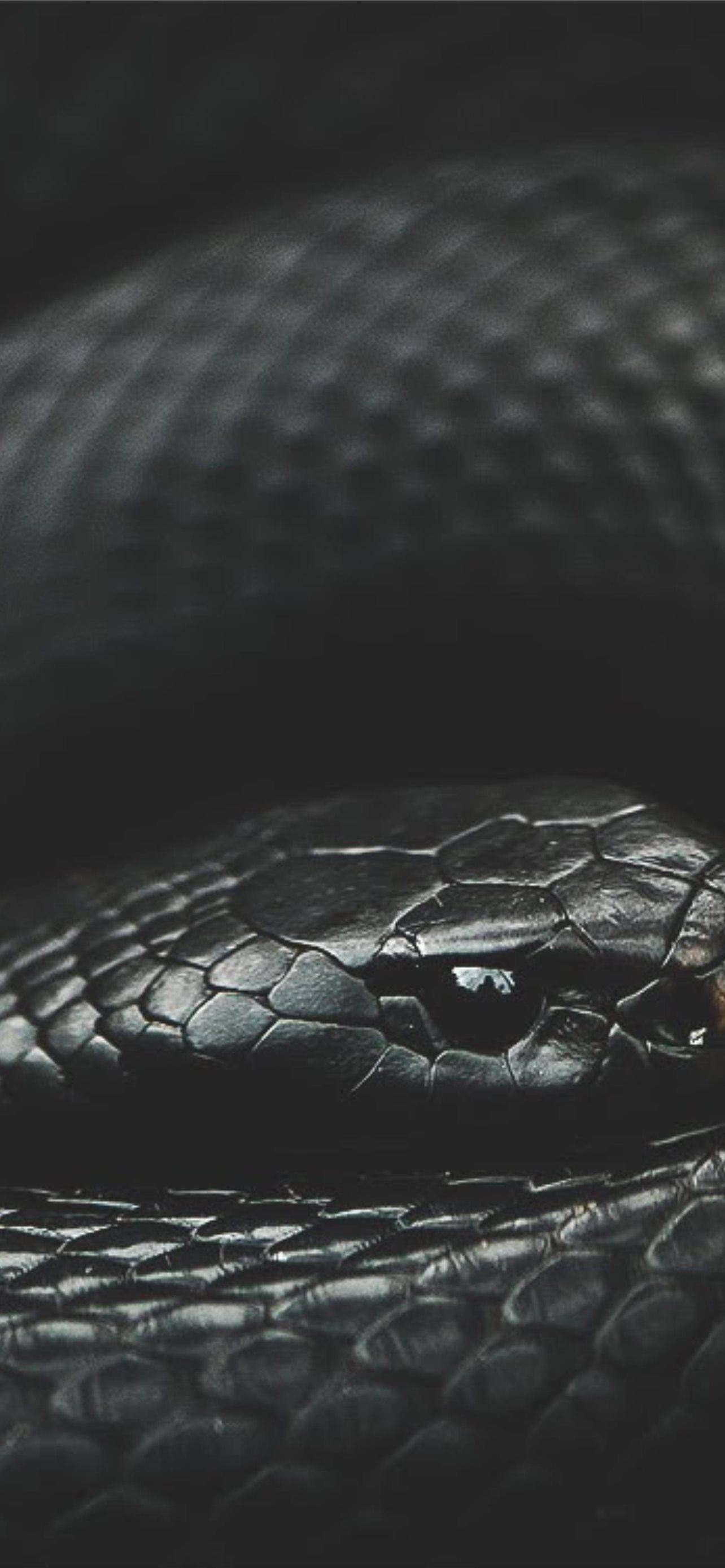 Snake Wallpapers