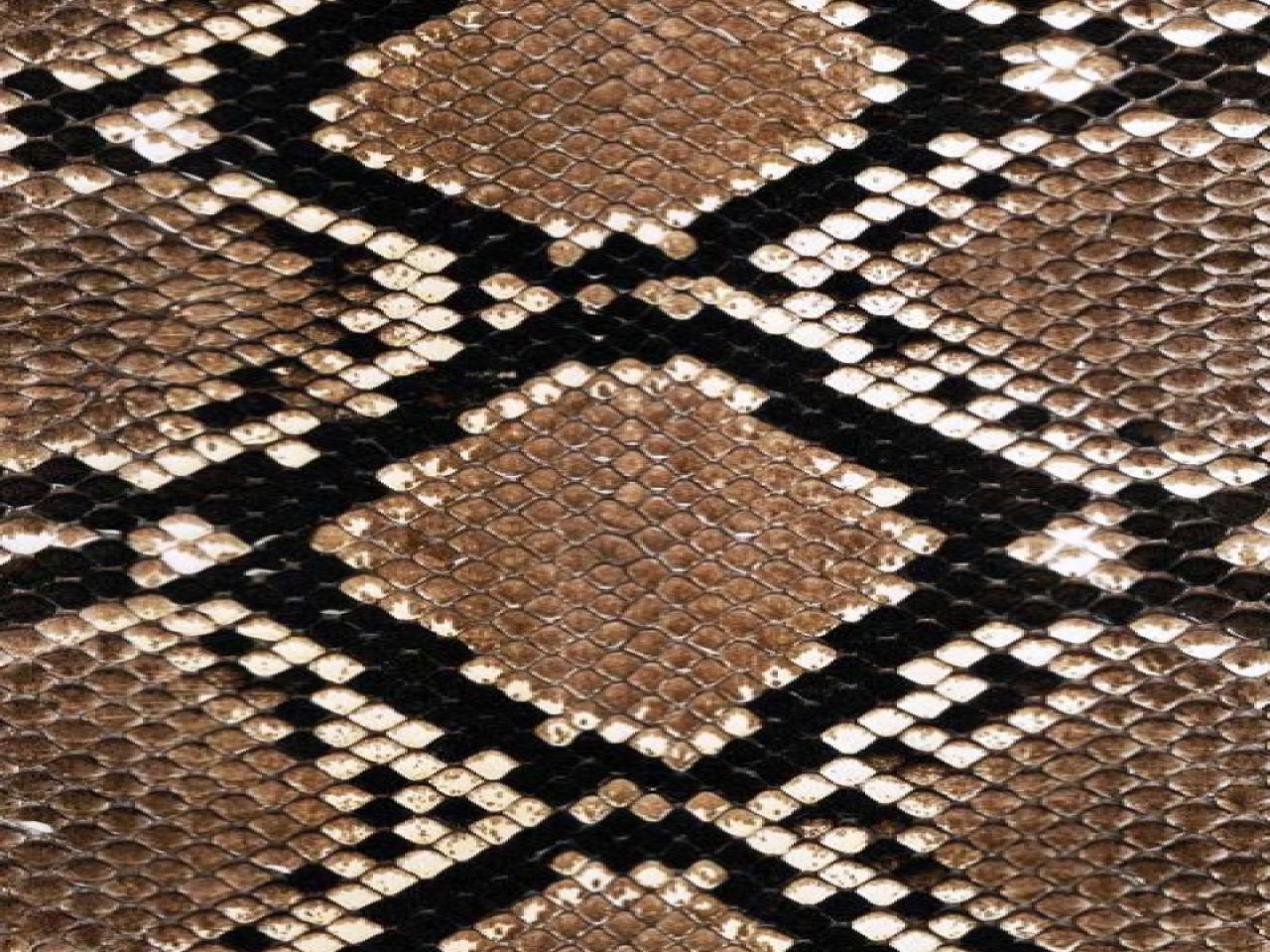 Snakeskin Iphone Wallpapers