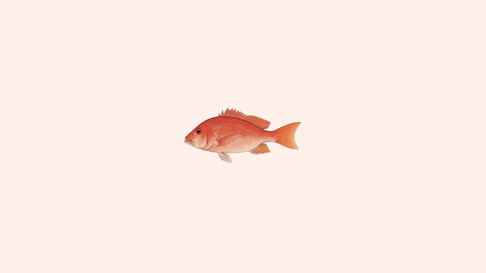 Snapper Wallpapers