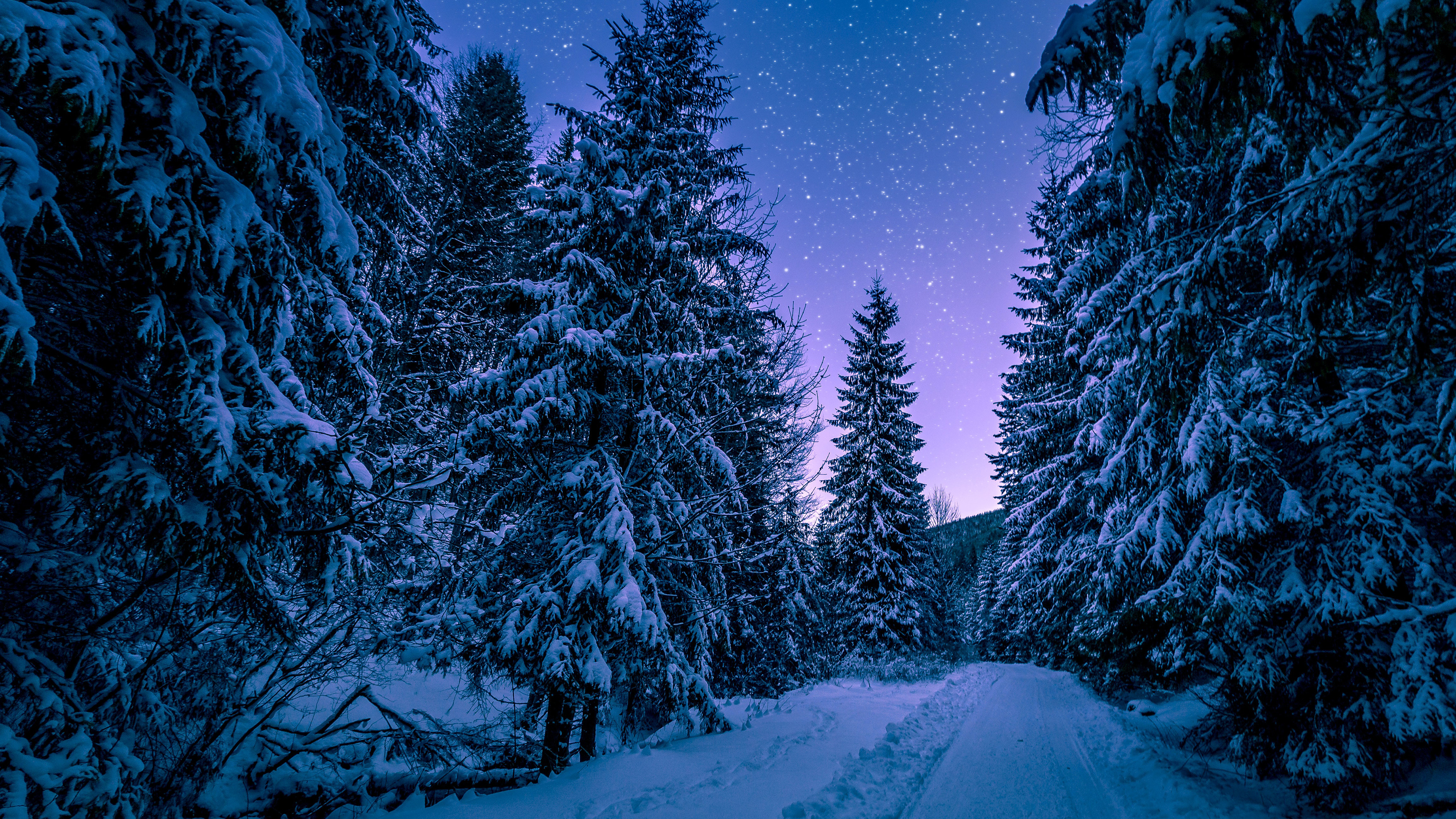 Snnow-Covered Fir Trees At Dusk In Twilight Moon Wallpapers