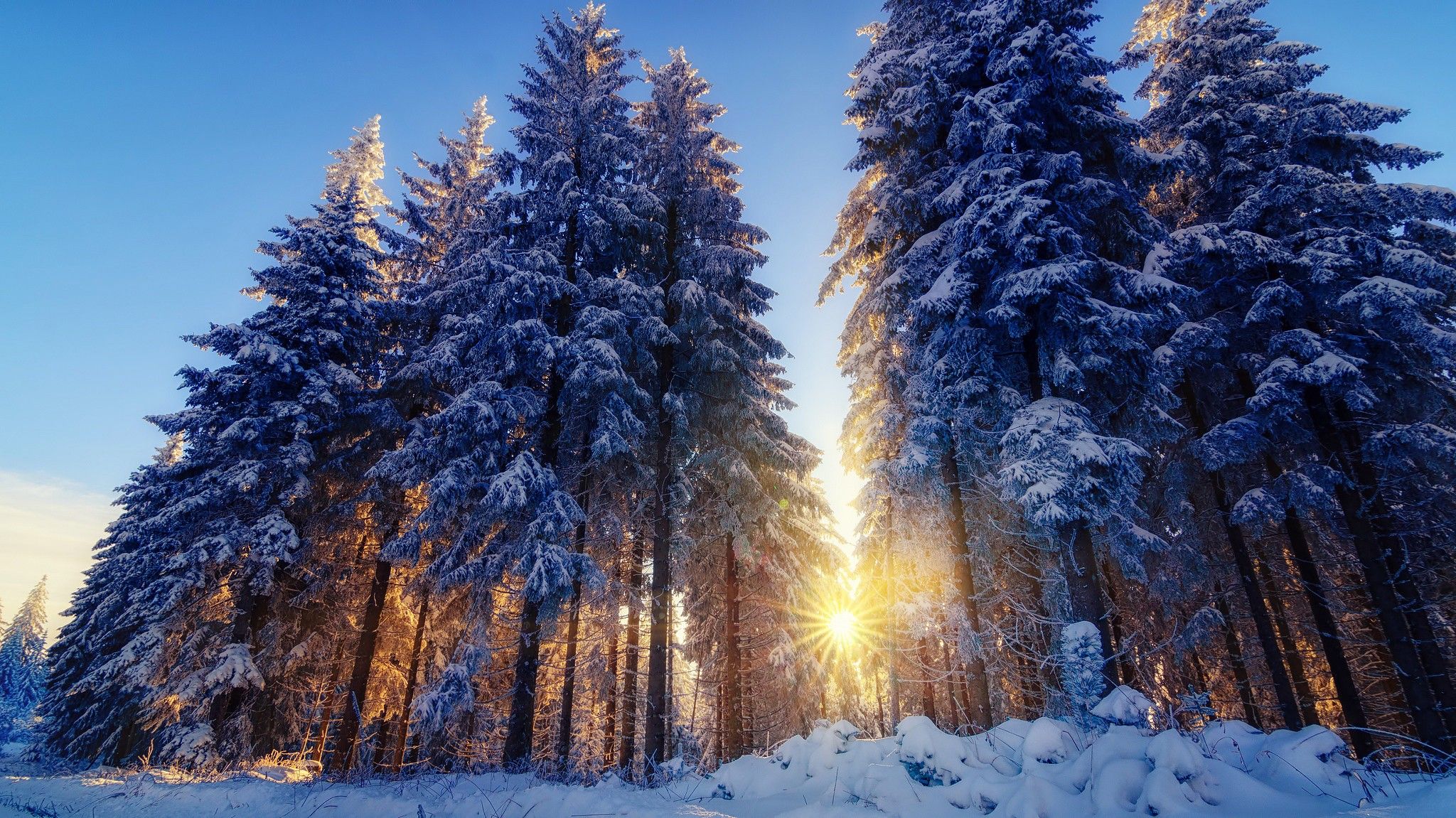 Snnow-Covered Fir Trees At Dusk In Twilight Moon Wallpapers