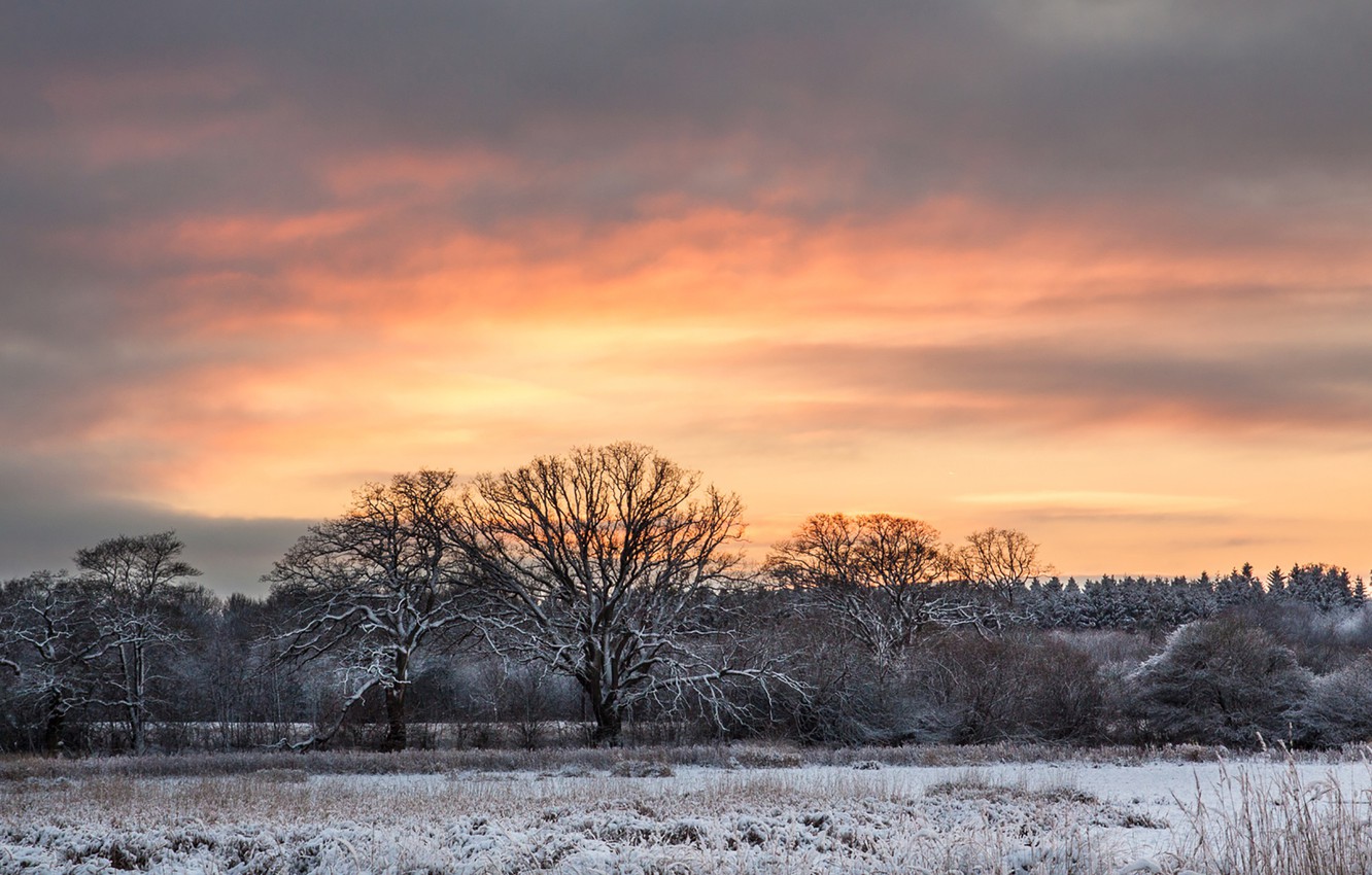 Snnow-Covered Fir Trees At Dusk In Twilight Moon Wallpapers