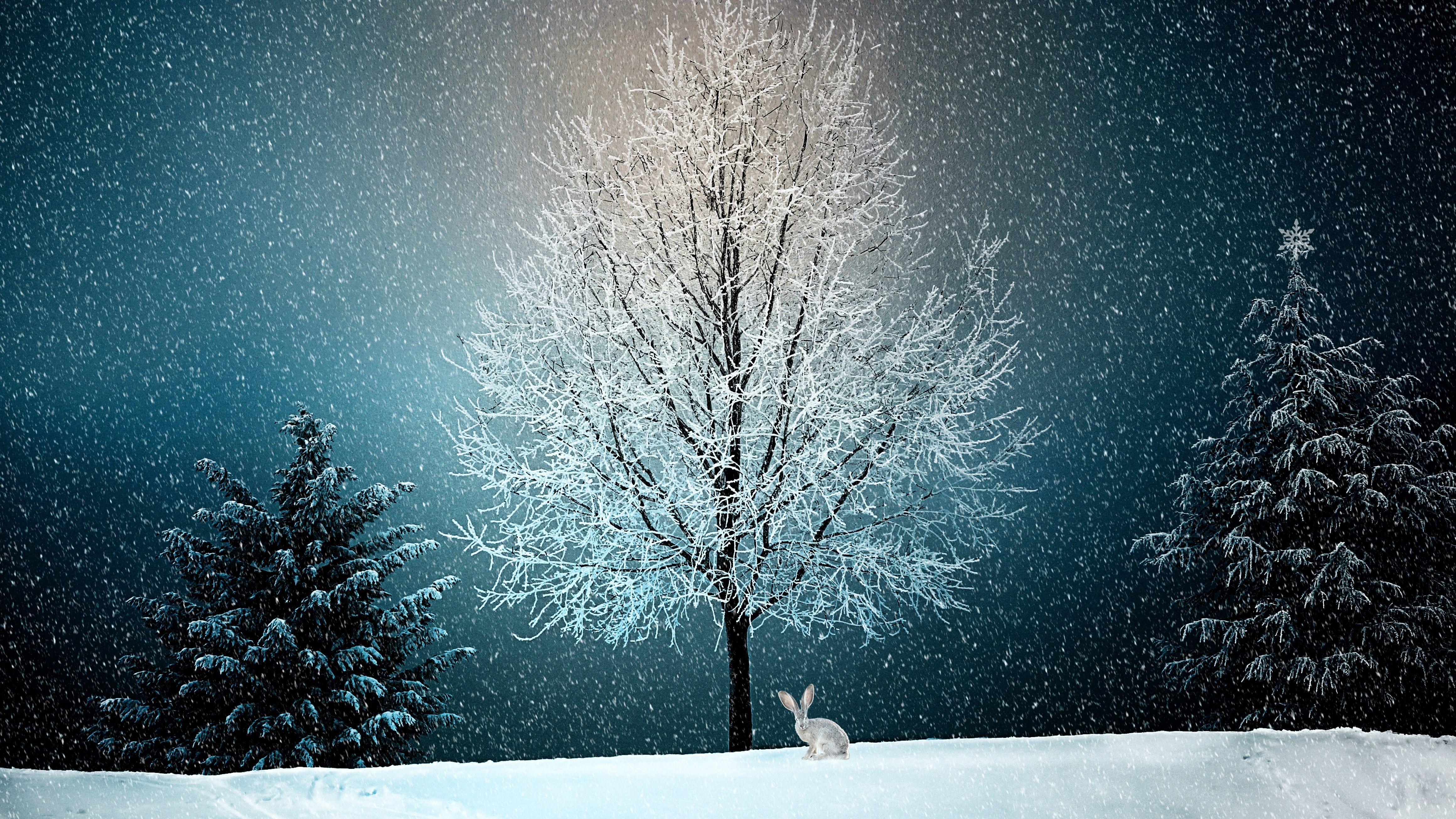 Snnow-Covered Fir Trees At Dusk In Twilight Moon Wallpapers