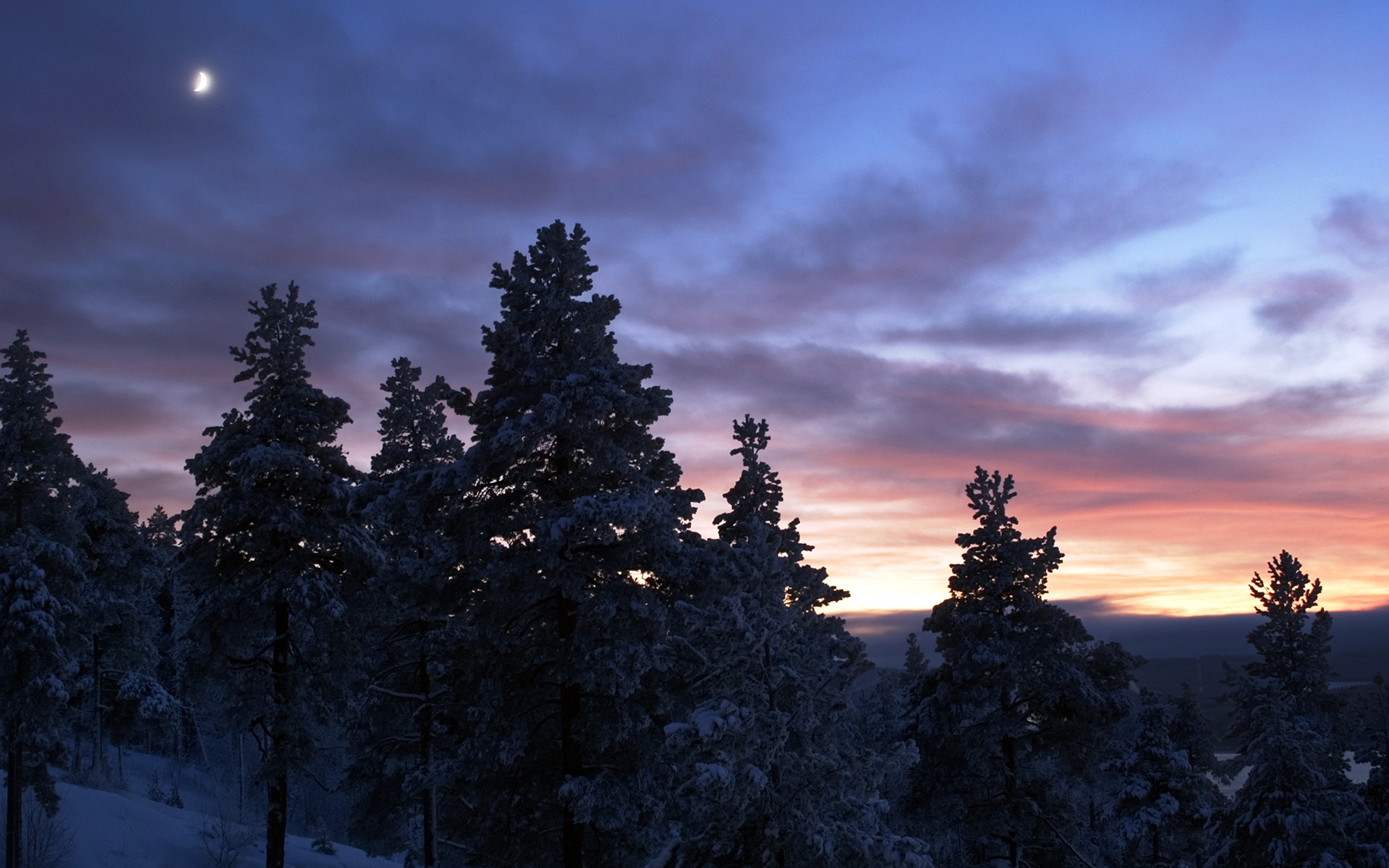 Snnow-Covered Fir Trees At Dusk In Twilight Moon Wallpapers