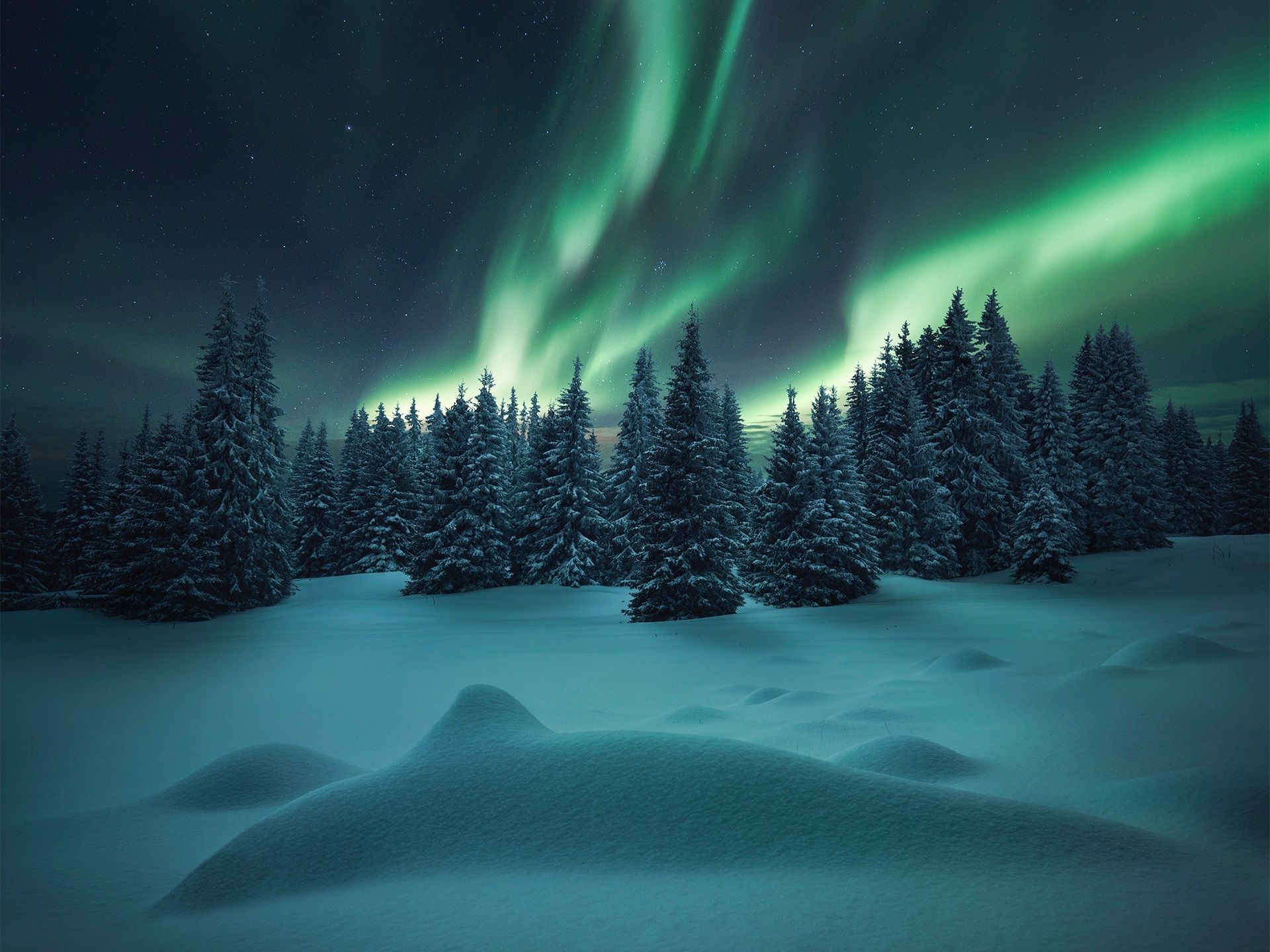 Snnow-Covered Fir Trees At Dusk In Twilight Moon Wallpapers