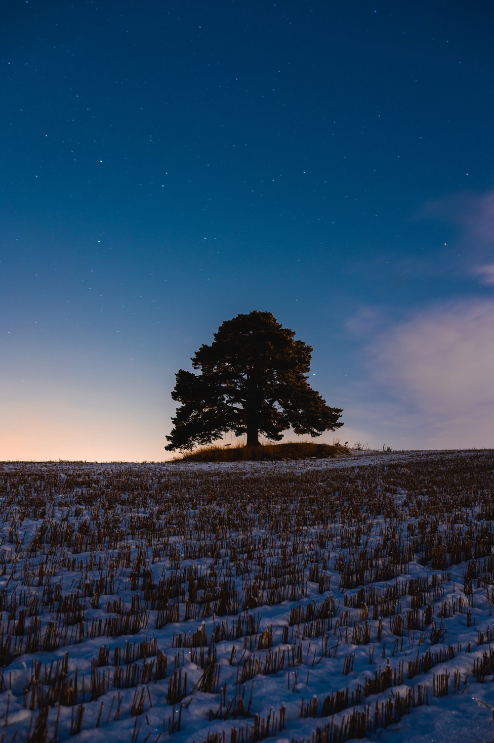 Snnow-Covered Fir Trees At Dusk In Twilight Moon Wallpapers