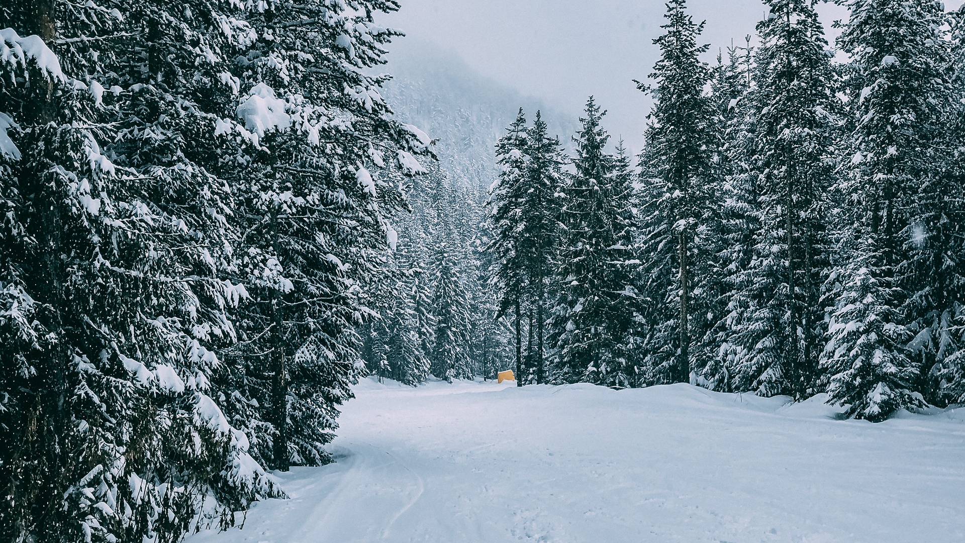 Snow Covered Forest Road Wallpapers