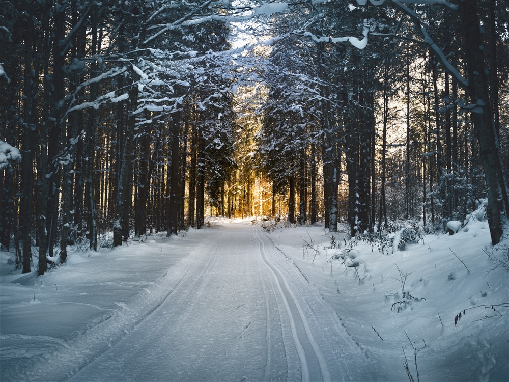 Snow Covered Forest Road Wallpapers