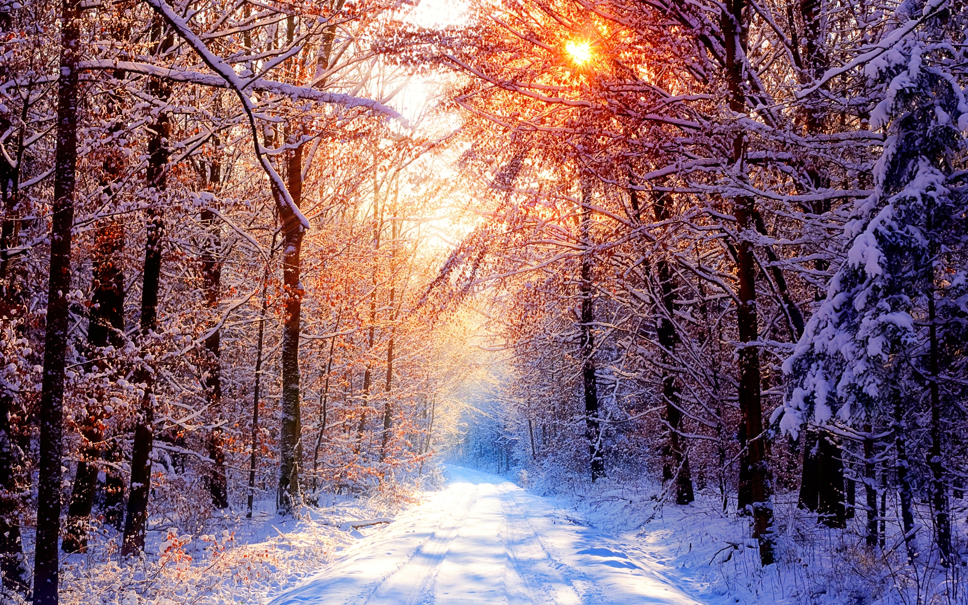 Snow Covered Forest Road Wallpapers