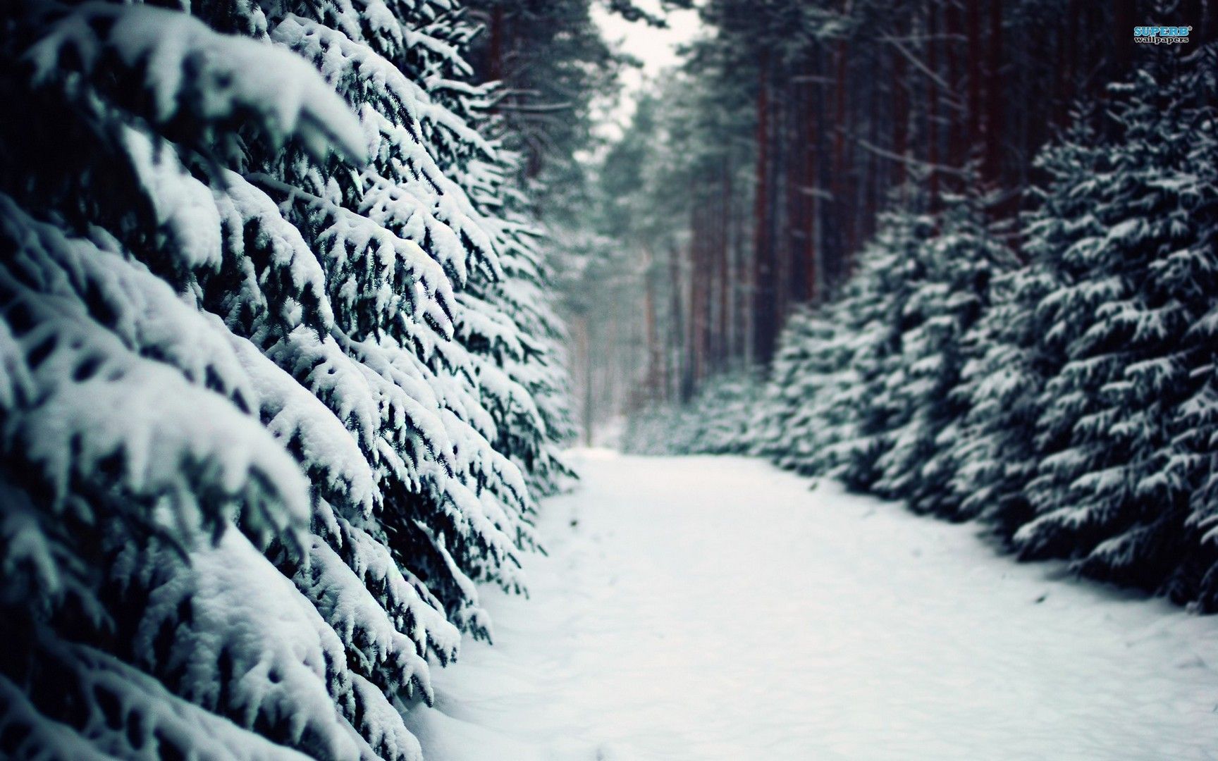 Snow Covered Forest Road Wallpapers