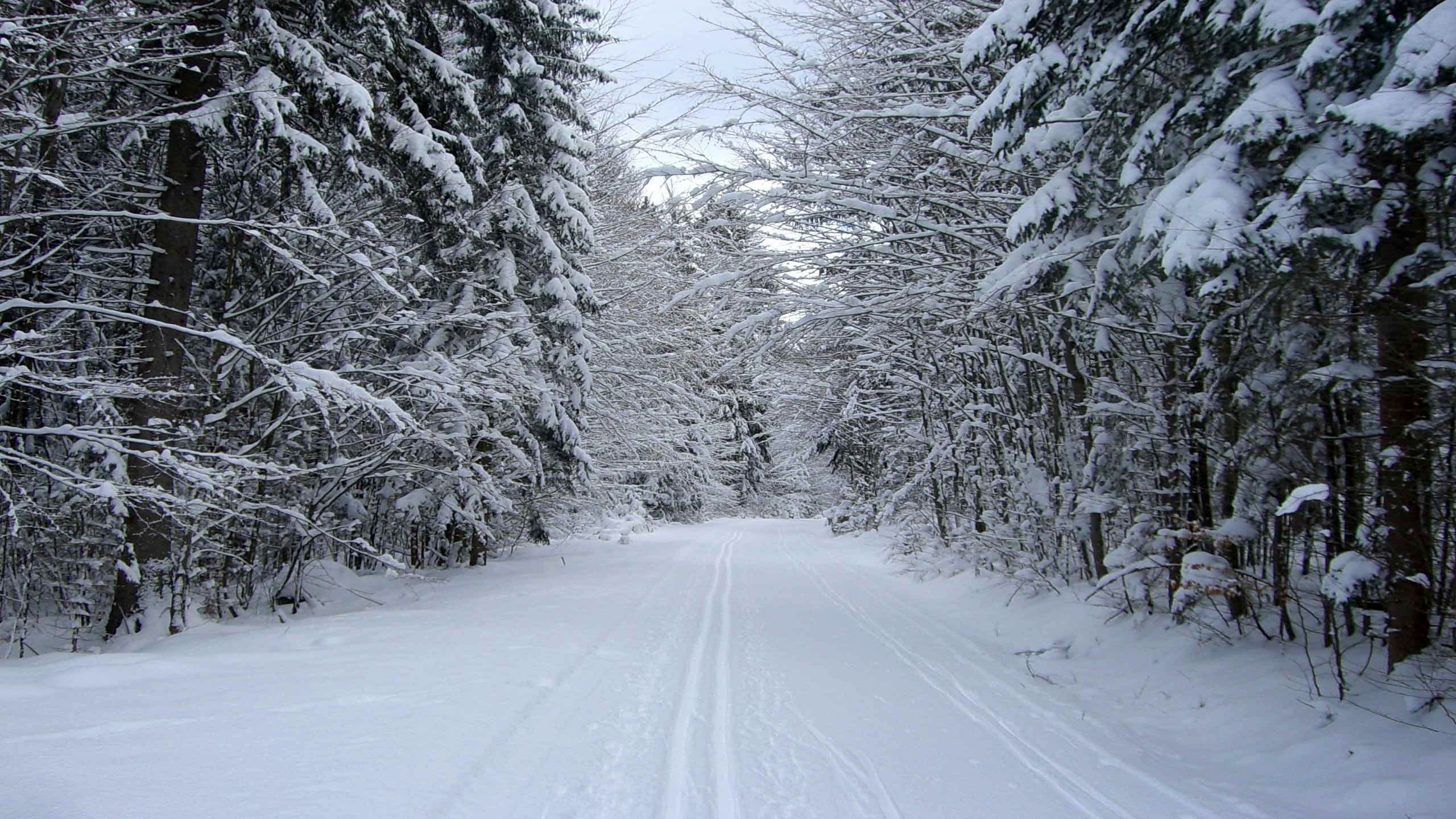 Snow Covered Forest Road Wallpapers