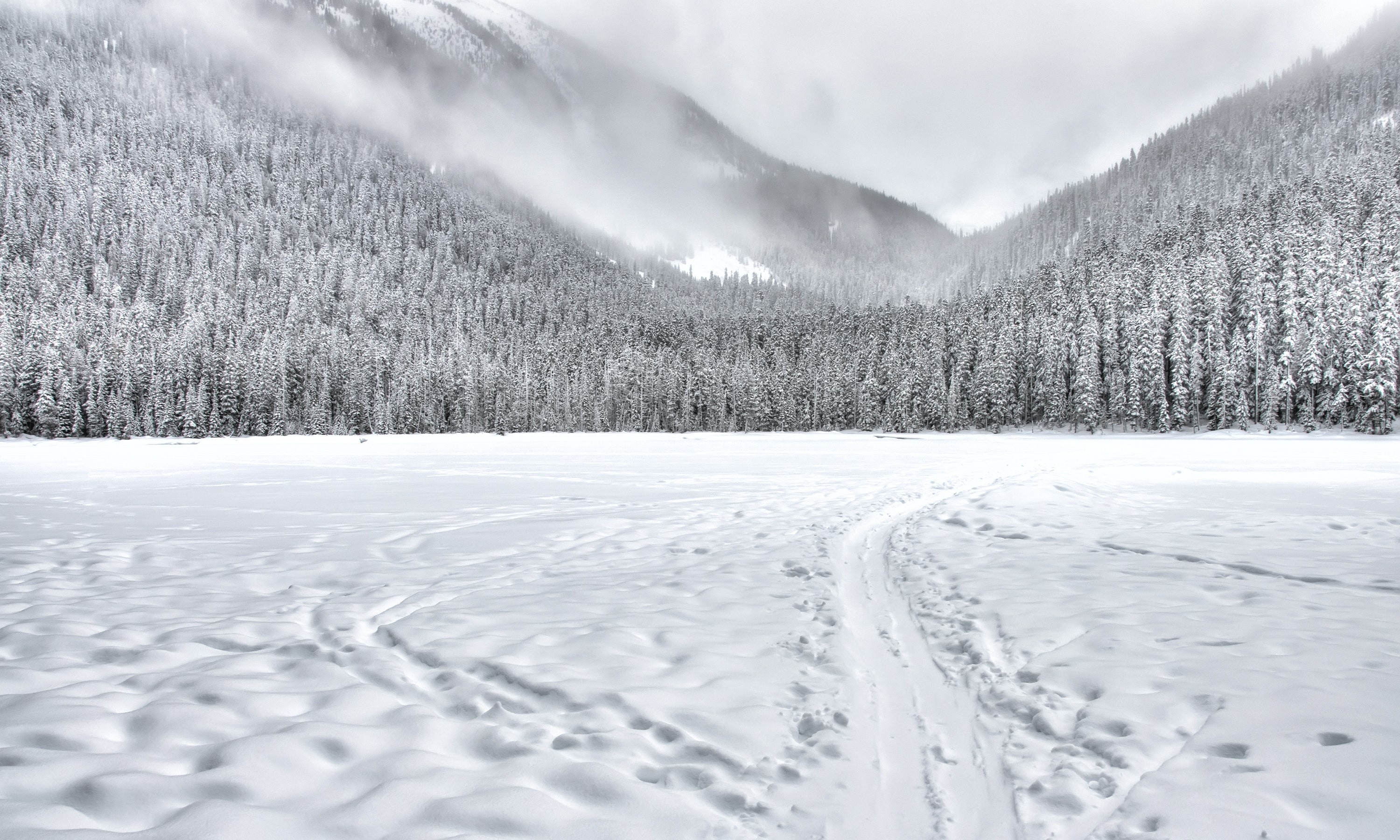 Snow Covered Forest Road Wallpapers