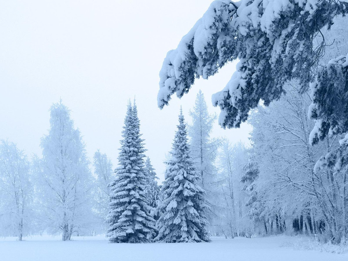 Snow Falling Wallpapers