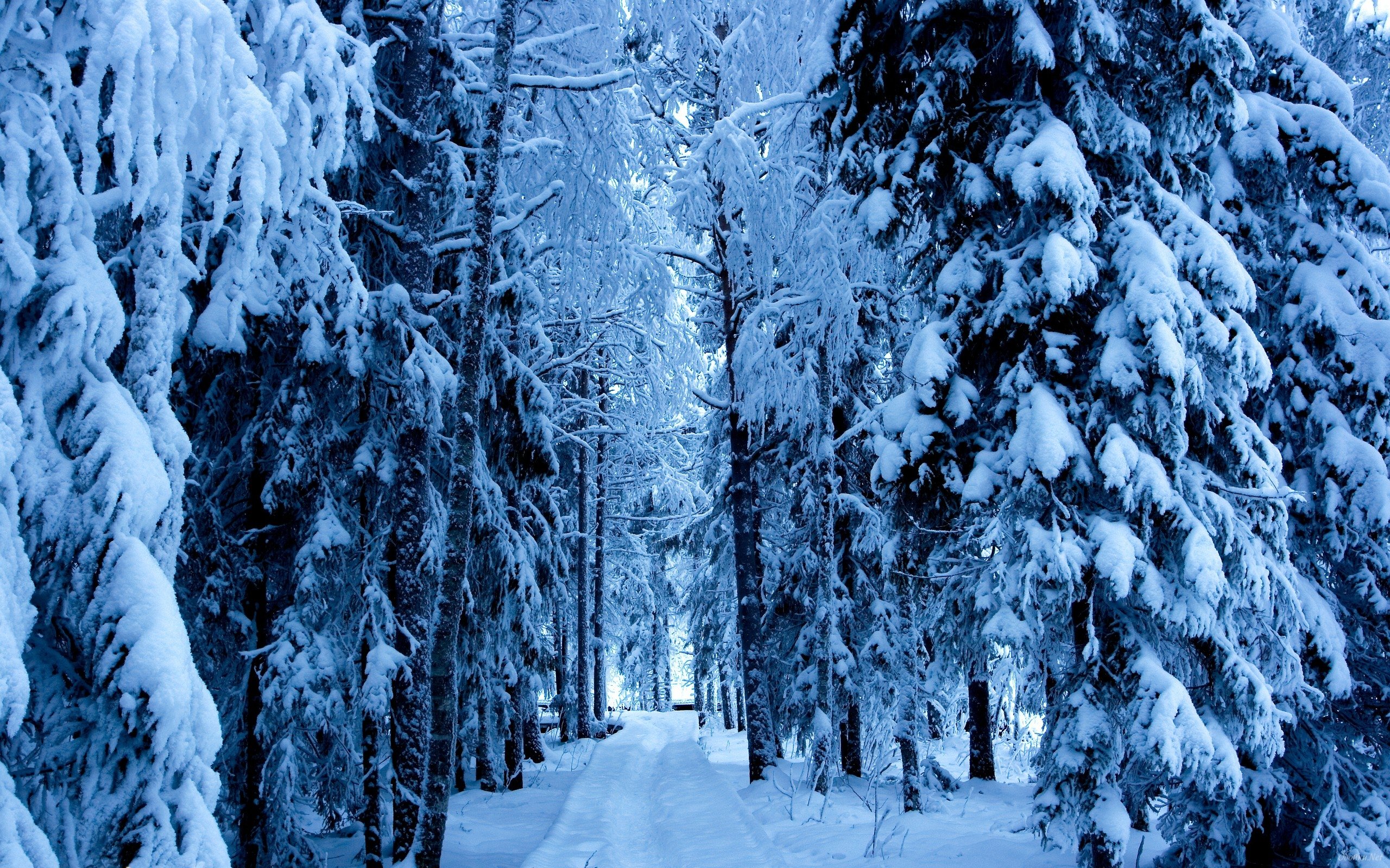 Snow Forest Background