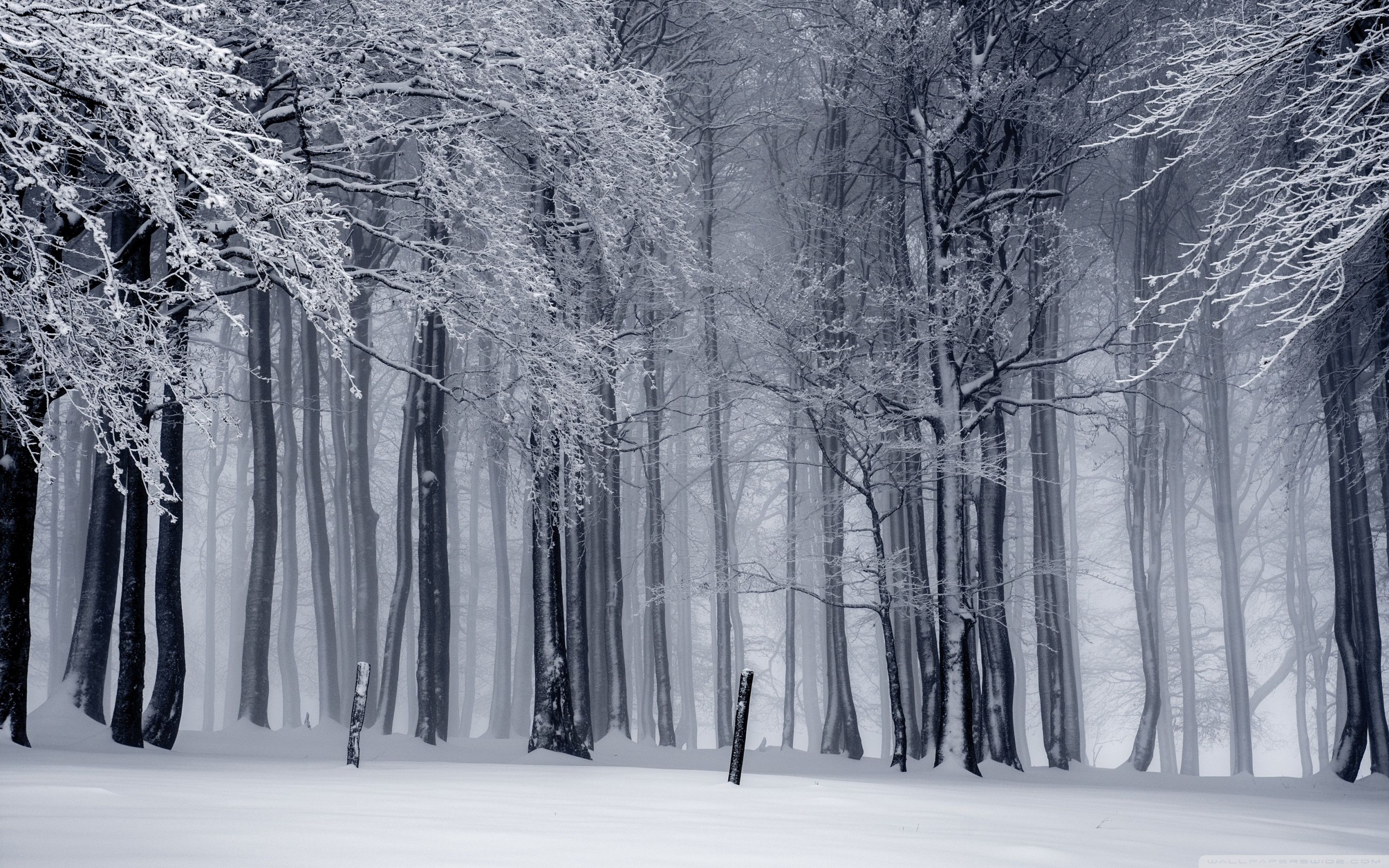 Snow Forest Background