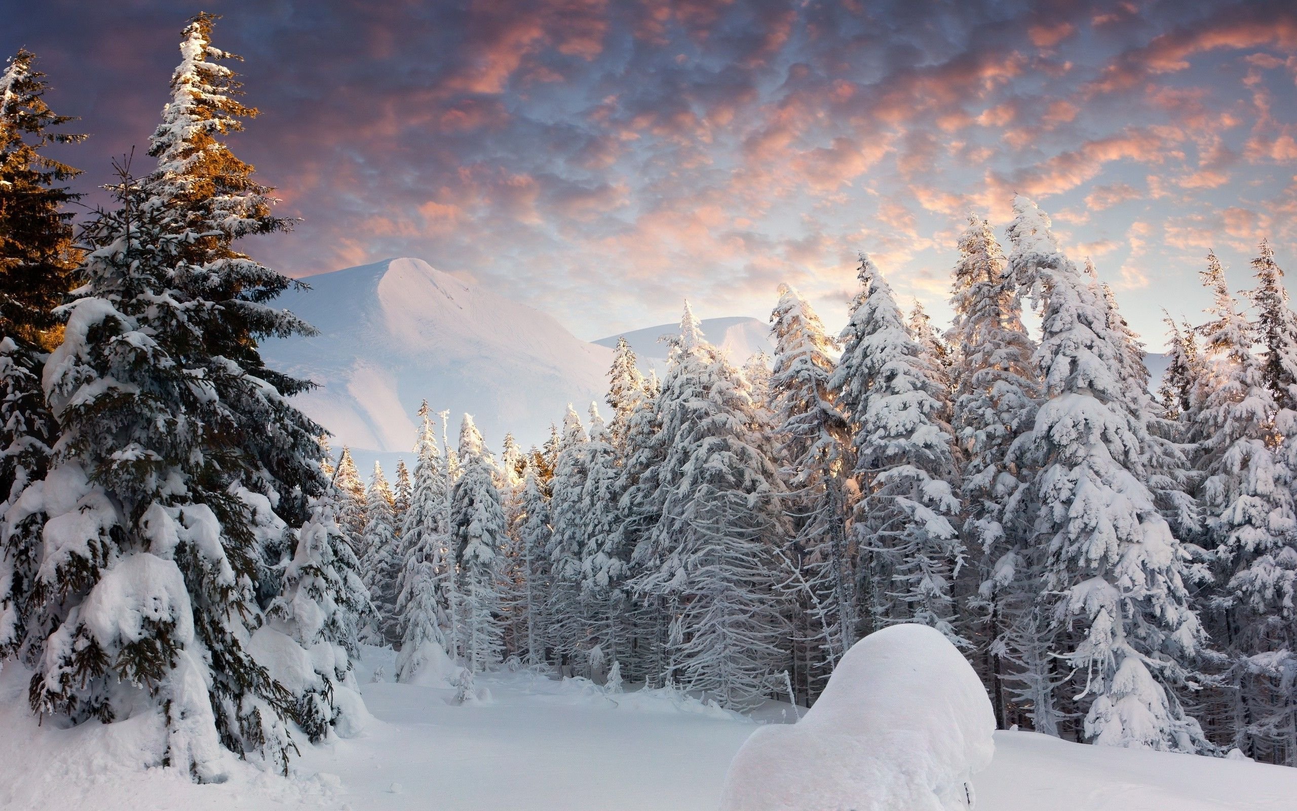 Snow Forest Background