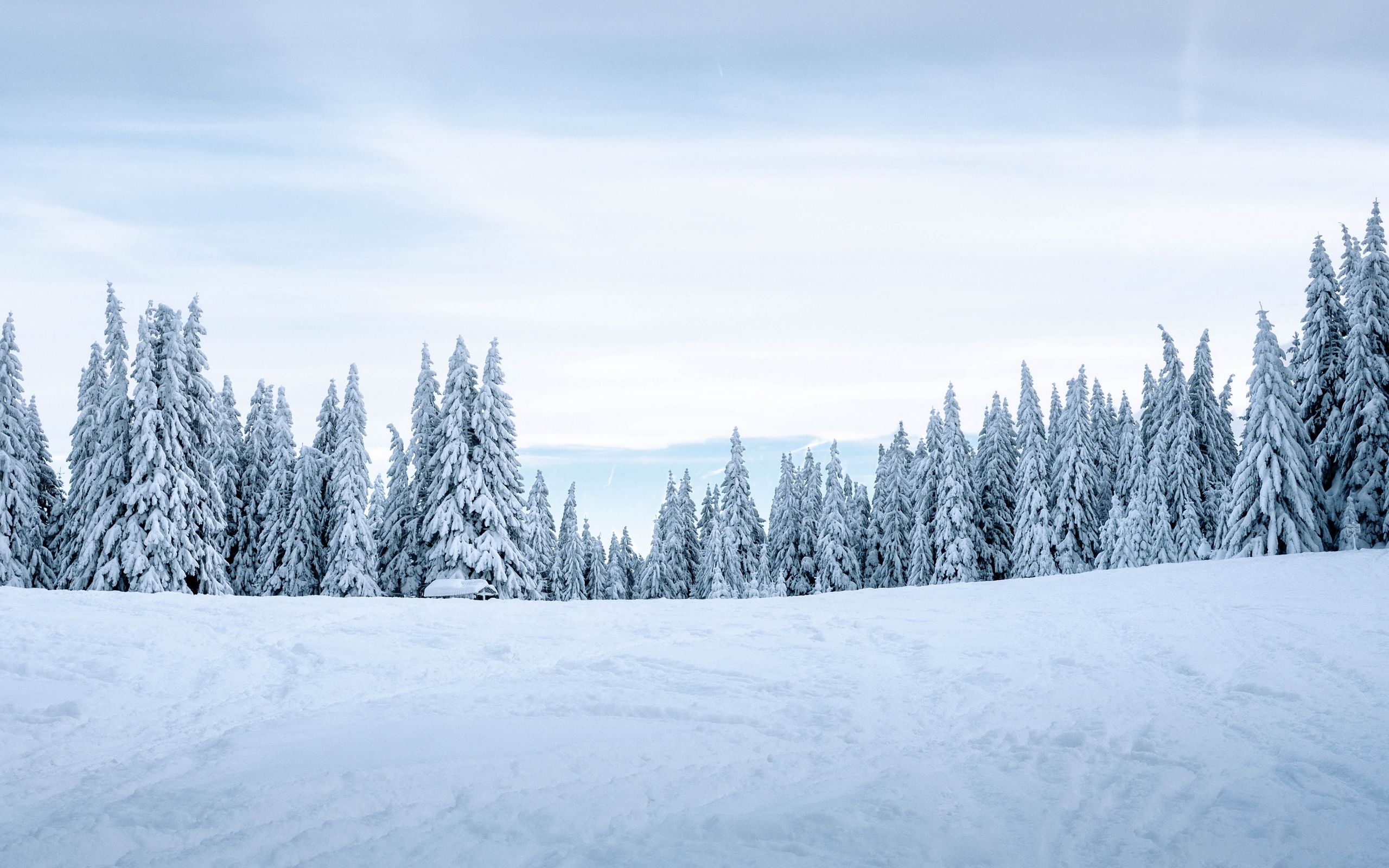 Snow Forest Background