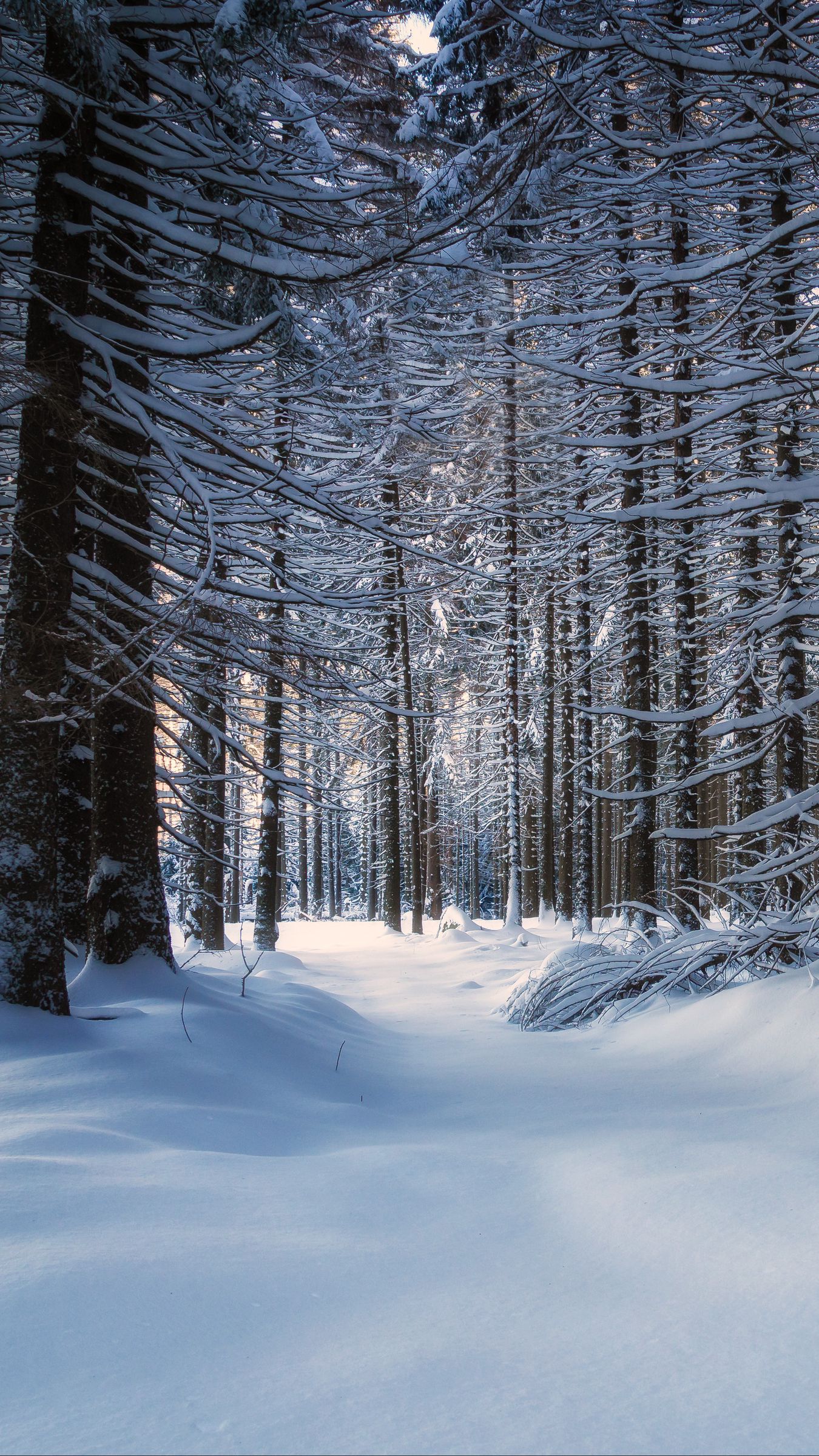 Snow Forest Background