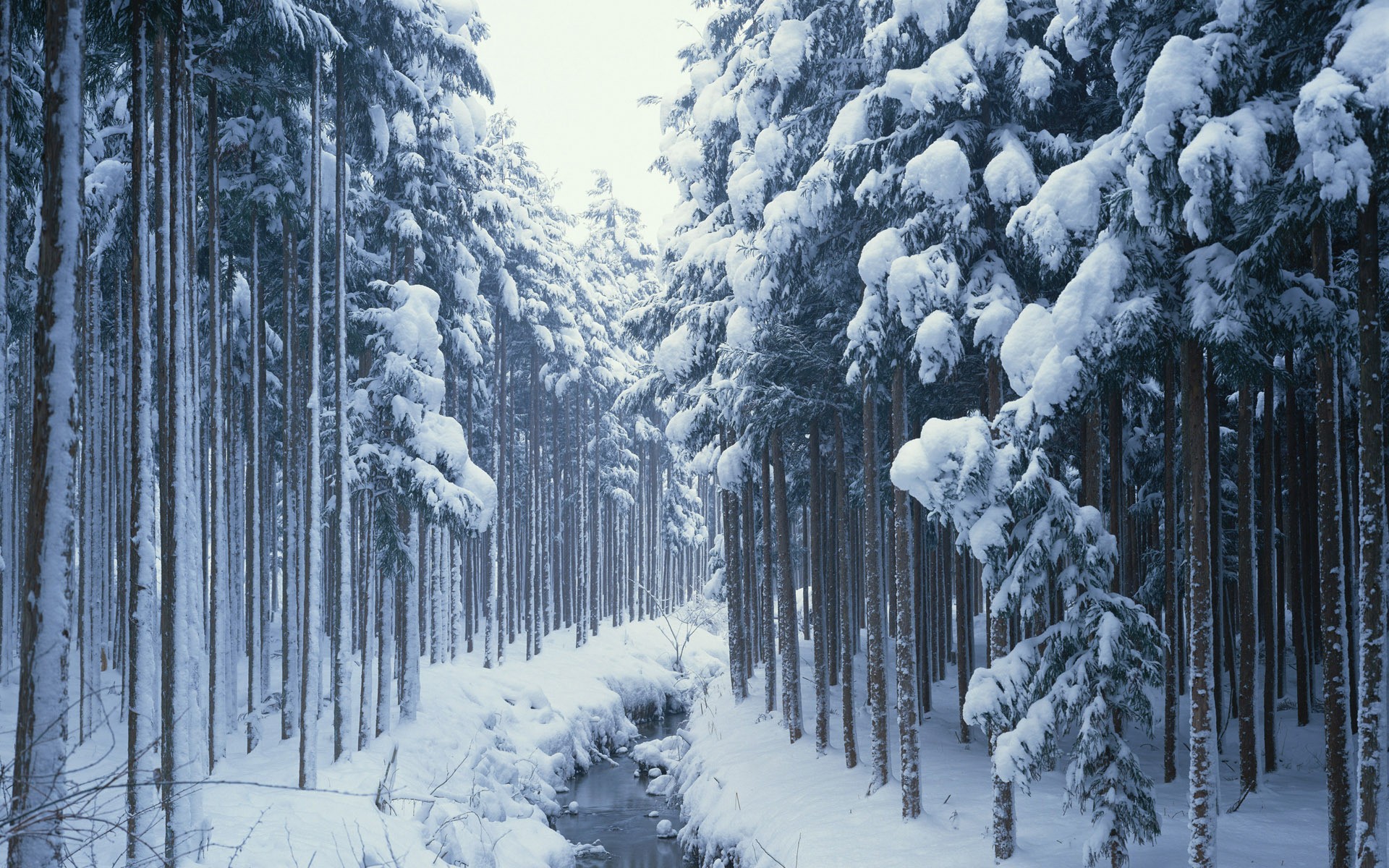 Snow Forest Background