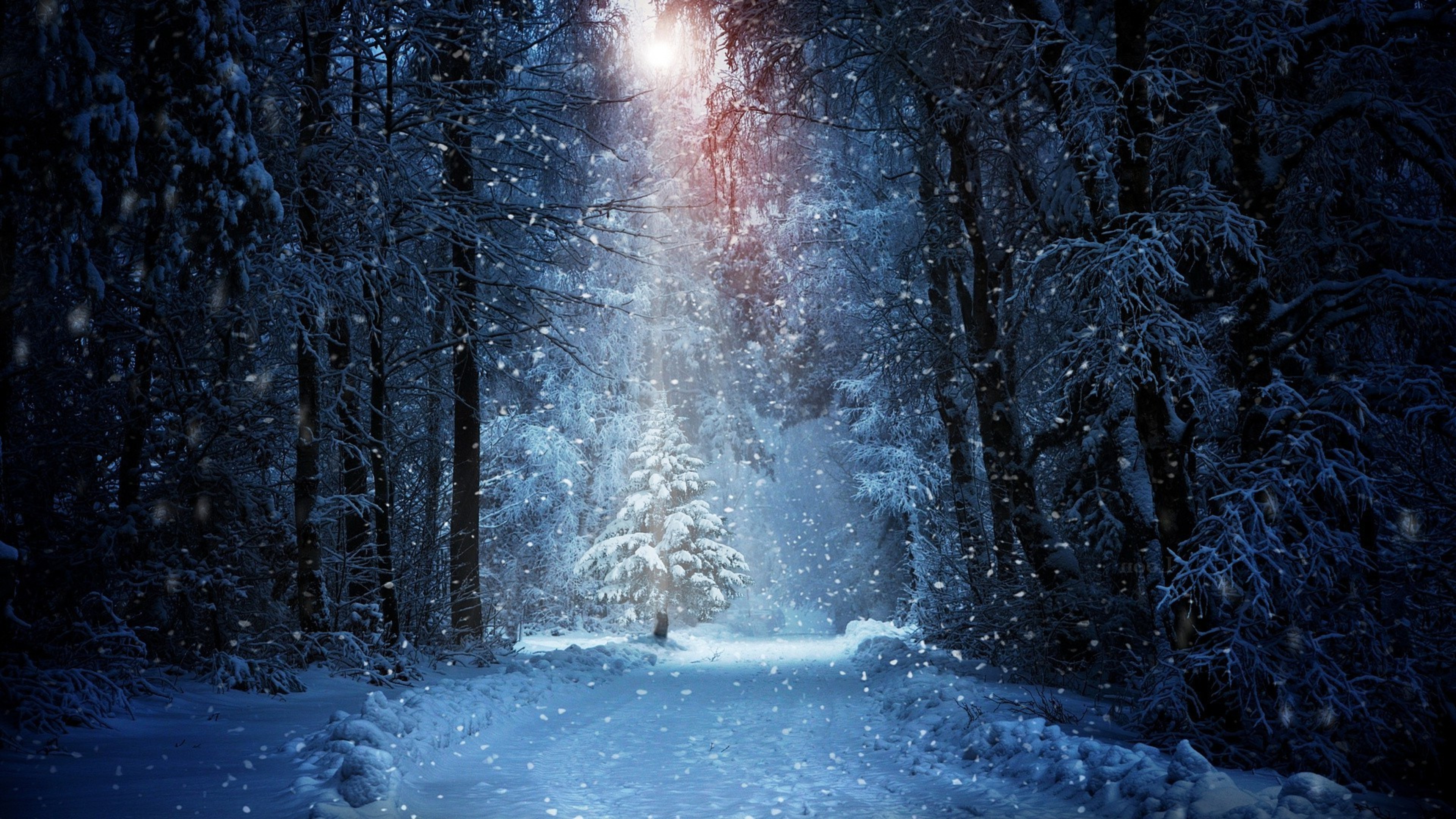 Snow Forest Background