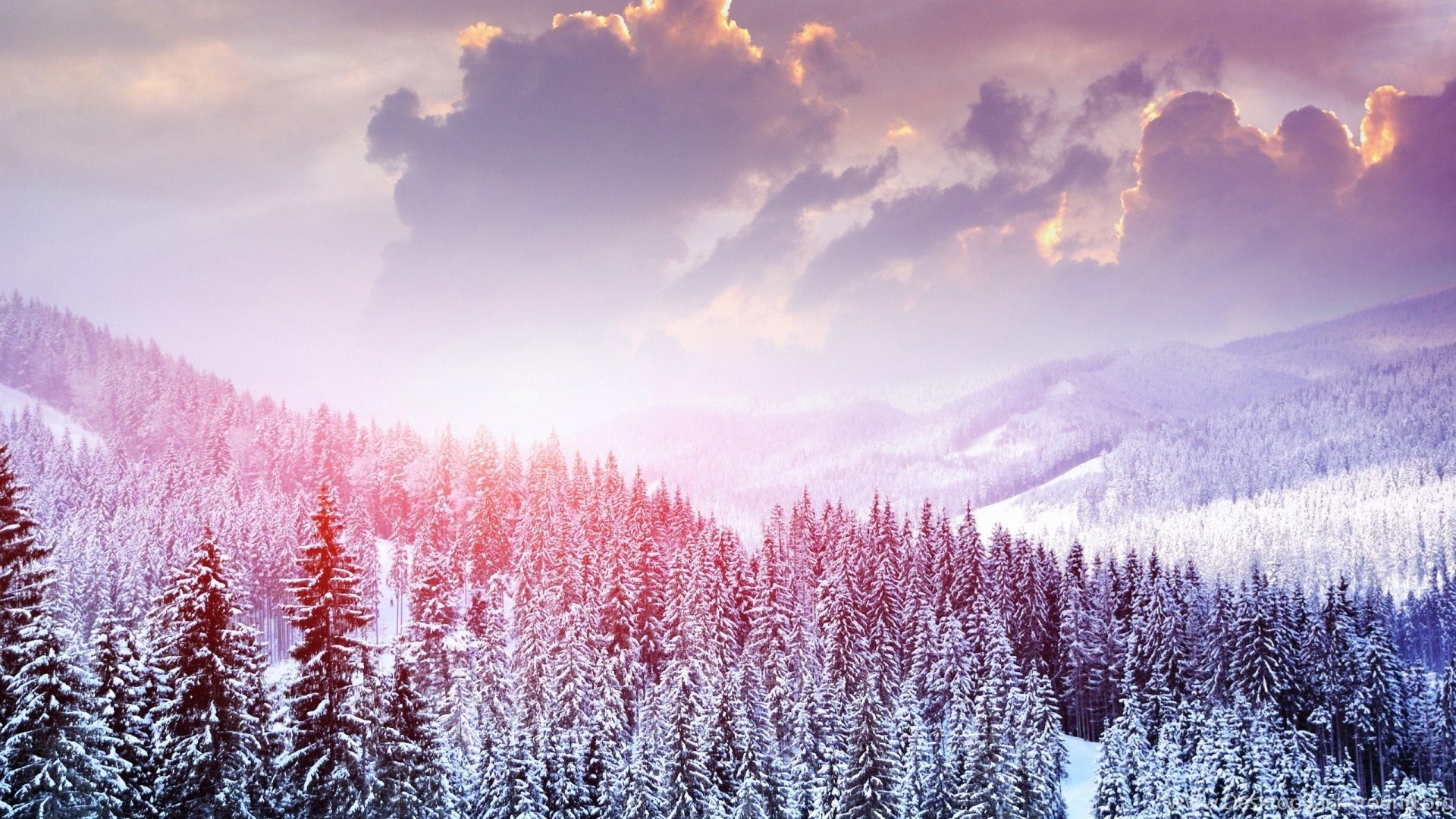 Snow Forest Background