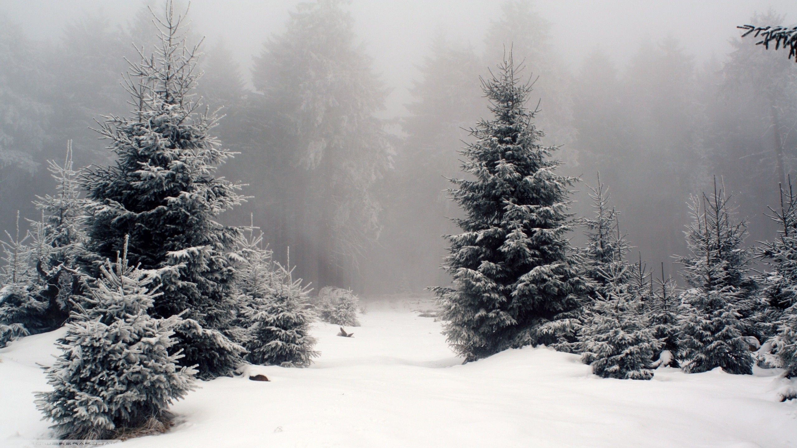 Snow Forest Background