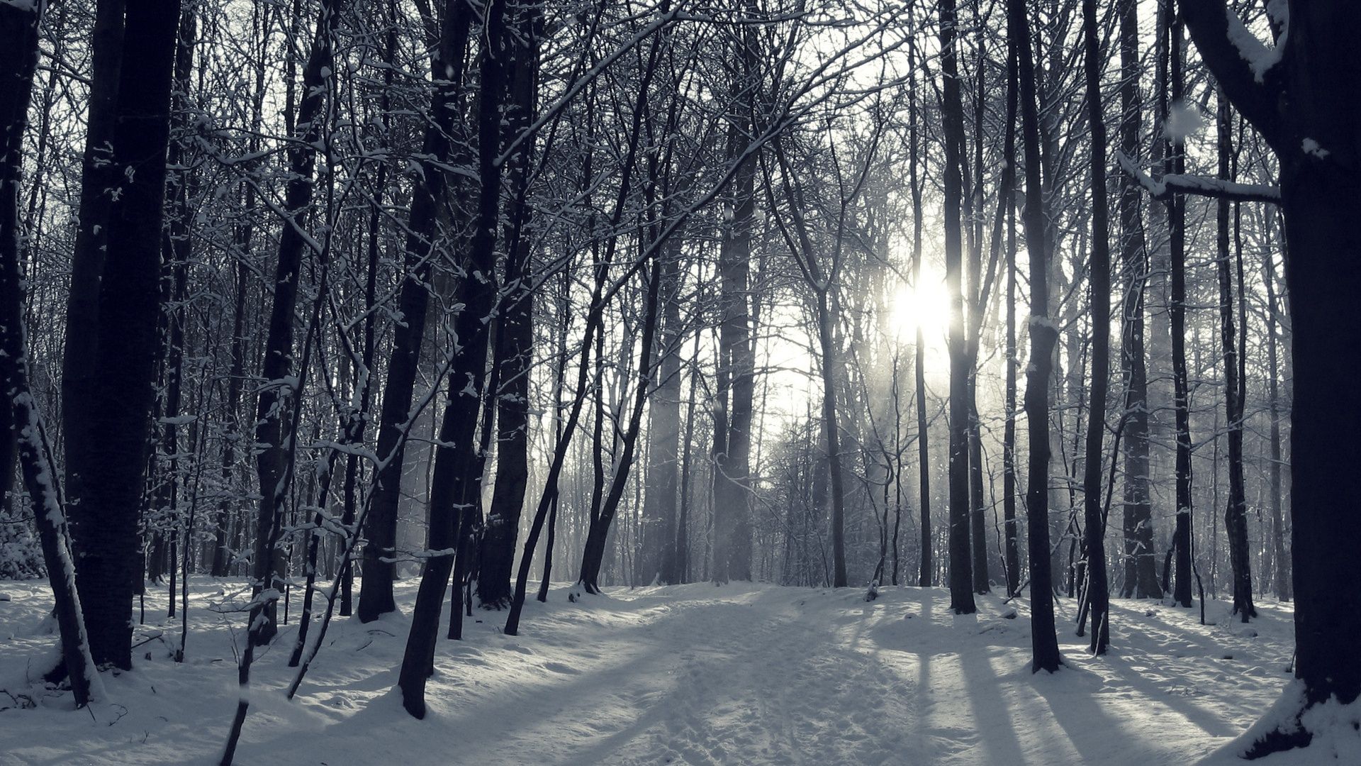 Snow Forest Background