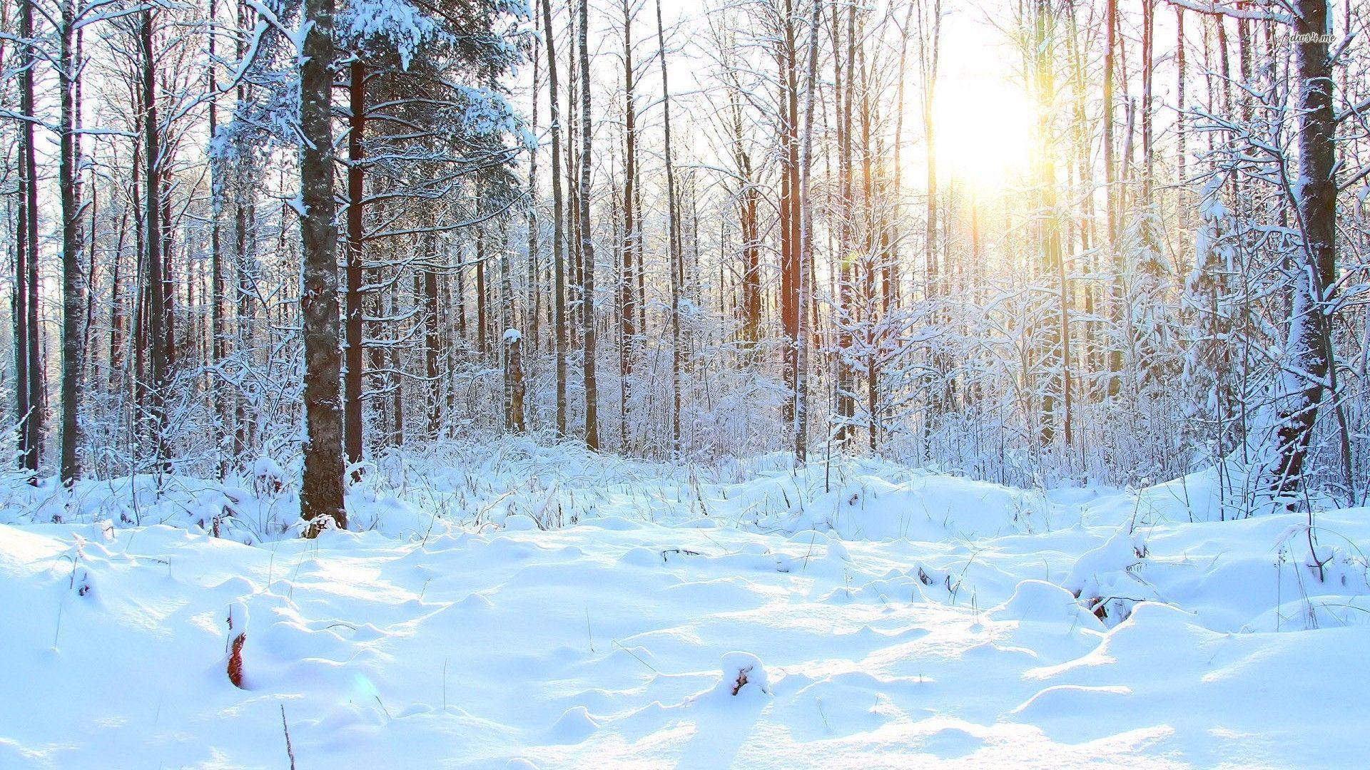 Snow Forest Background