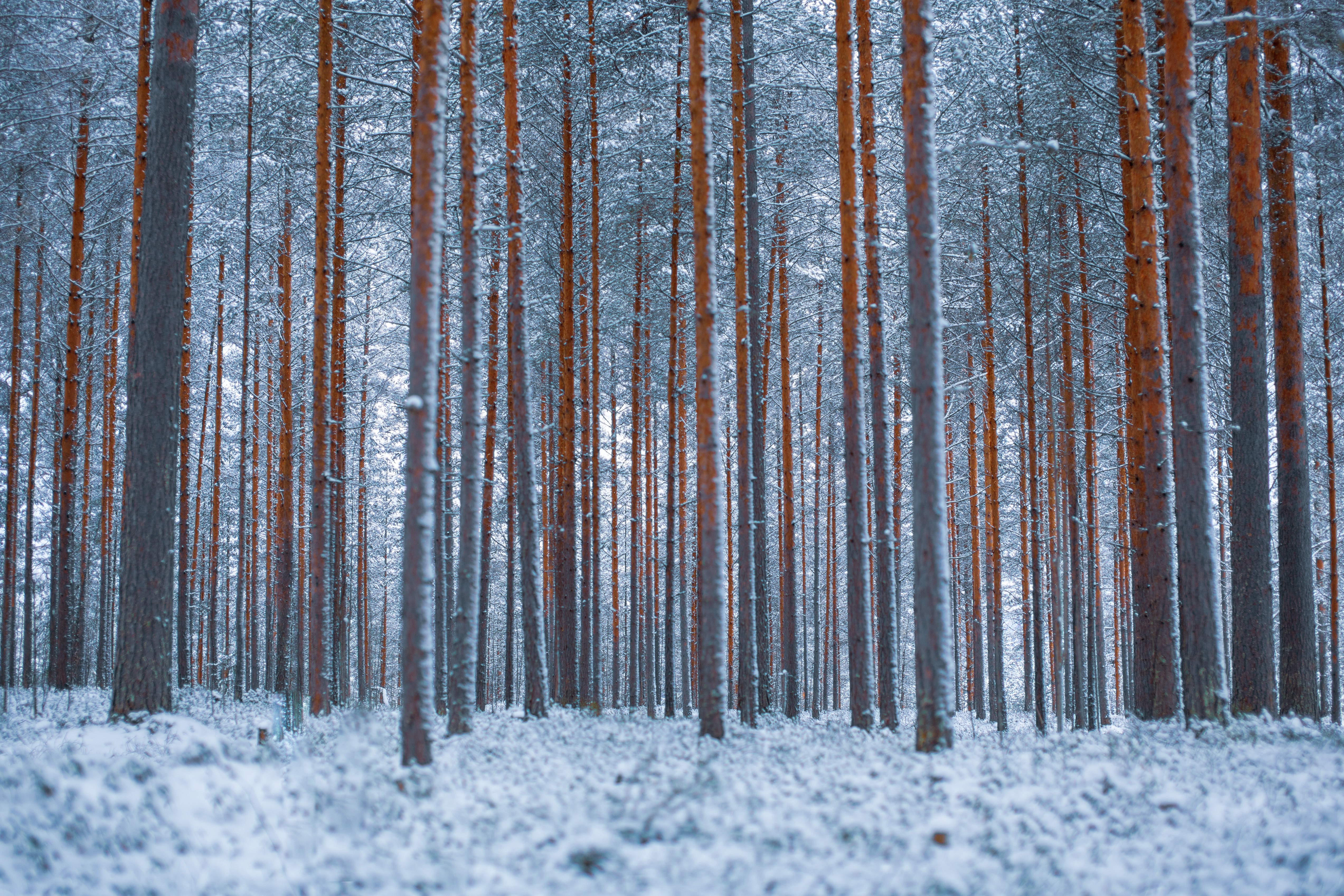 Snow Forest Background