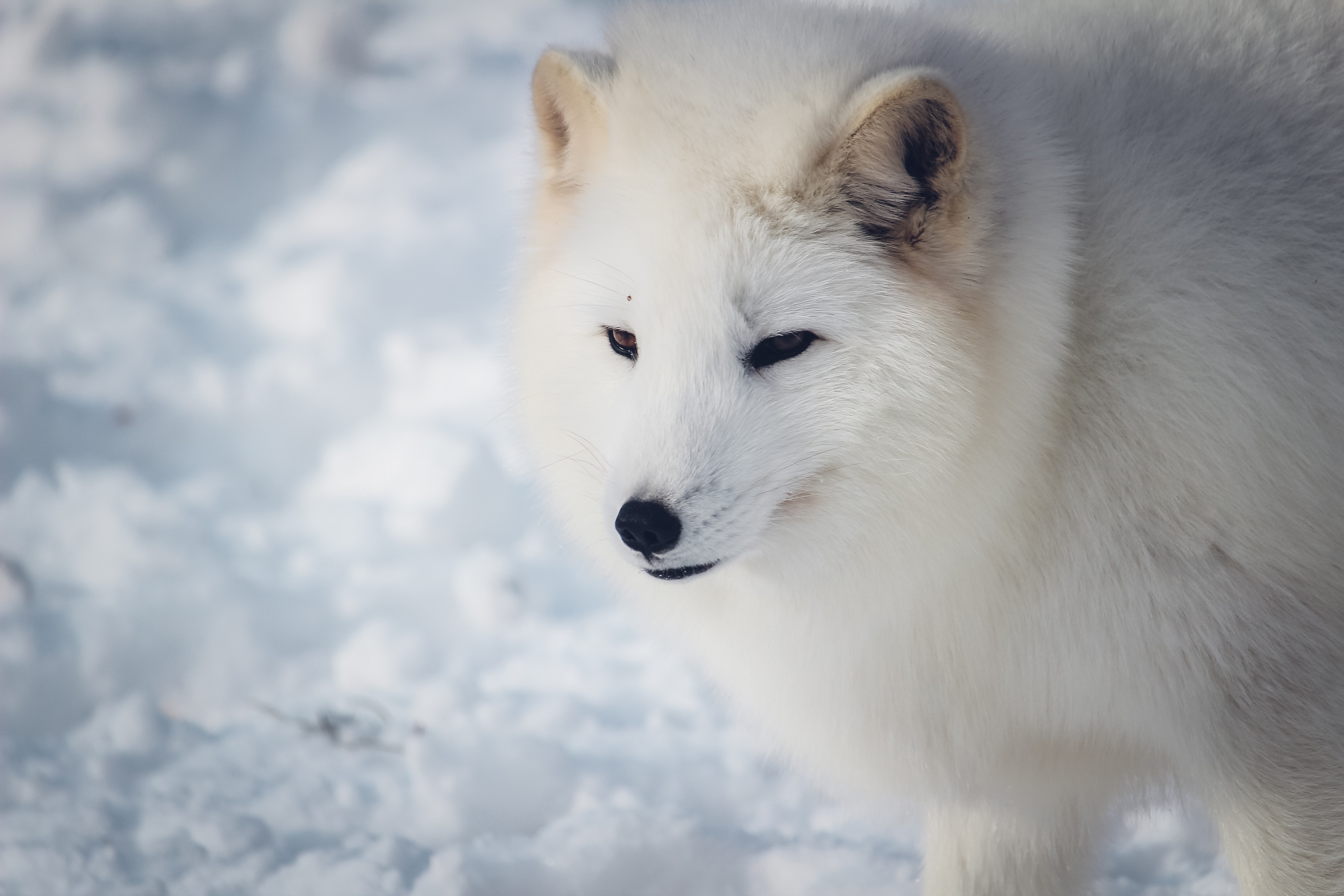 Snow Fox Wallpapers