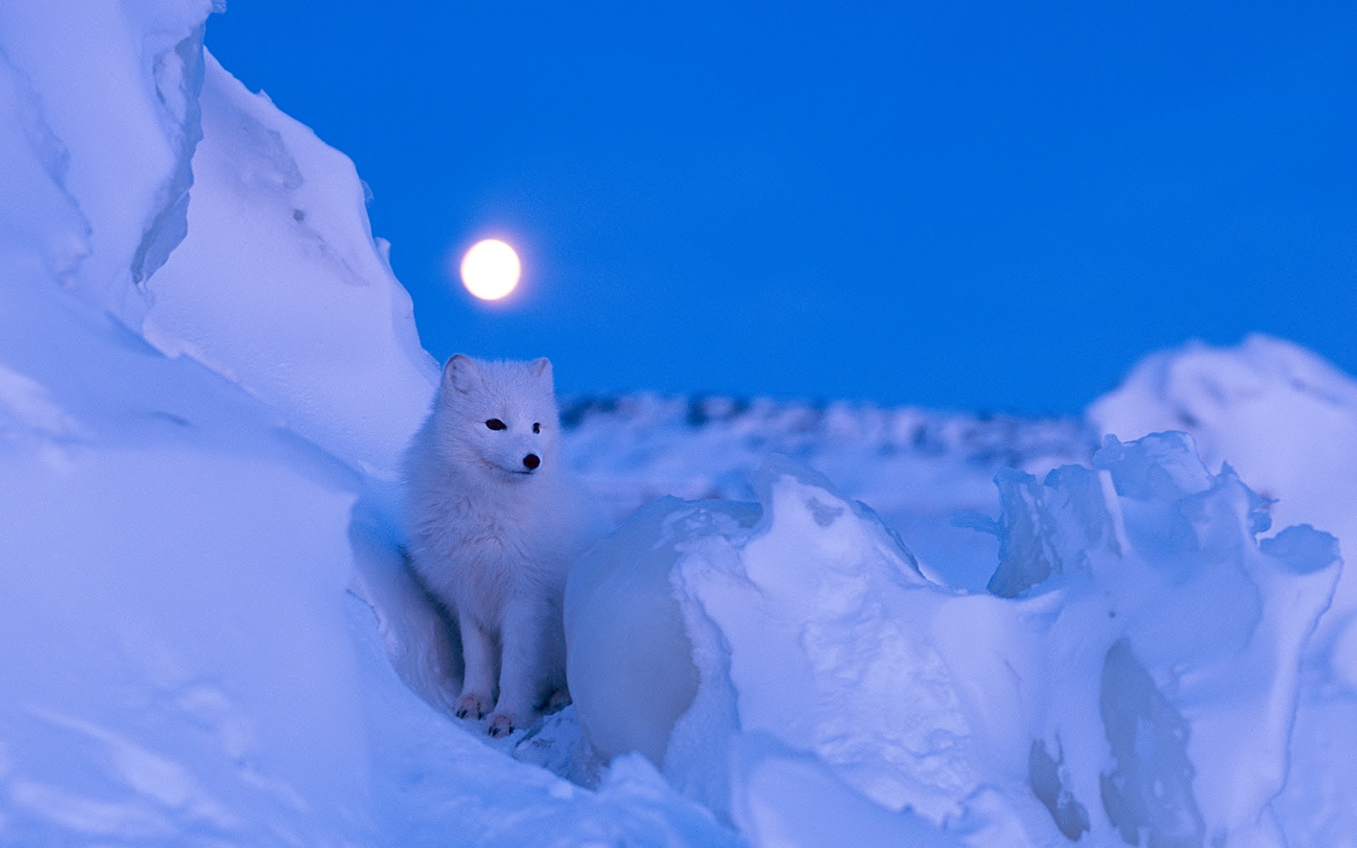 Snow Fox Wallpapers