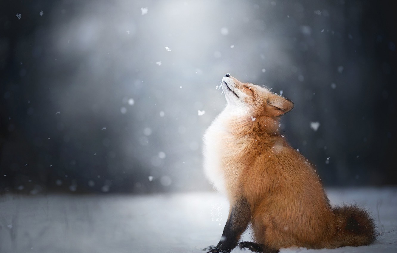 Snow Fox Wallpapers