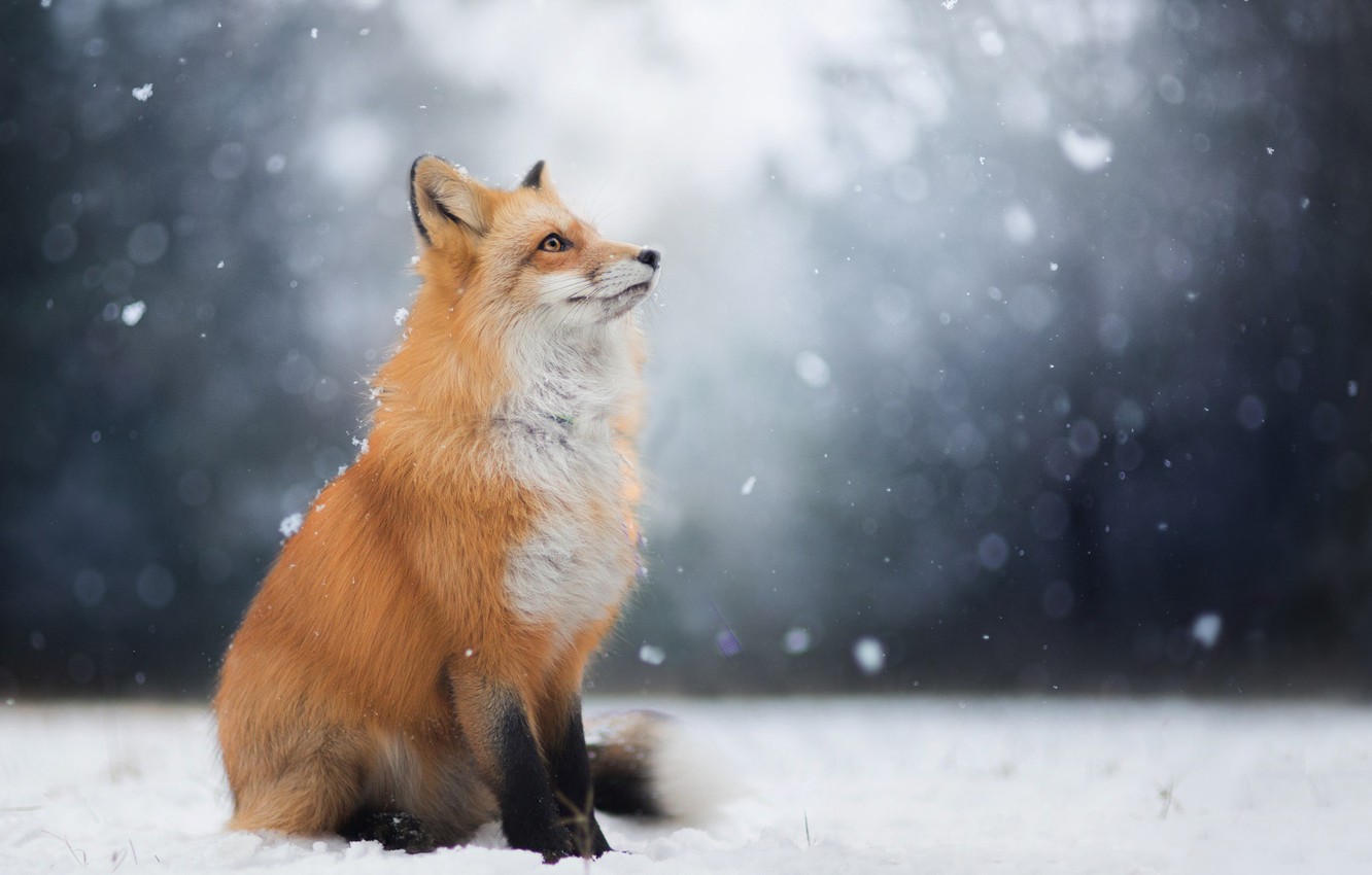 Snow Fox Wallpapers