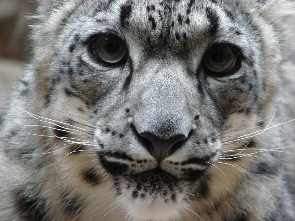 Snow Leopard Print Wallpapers