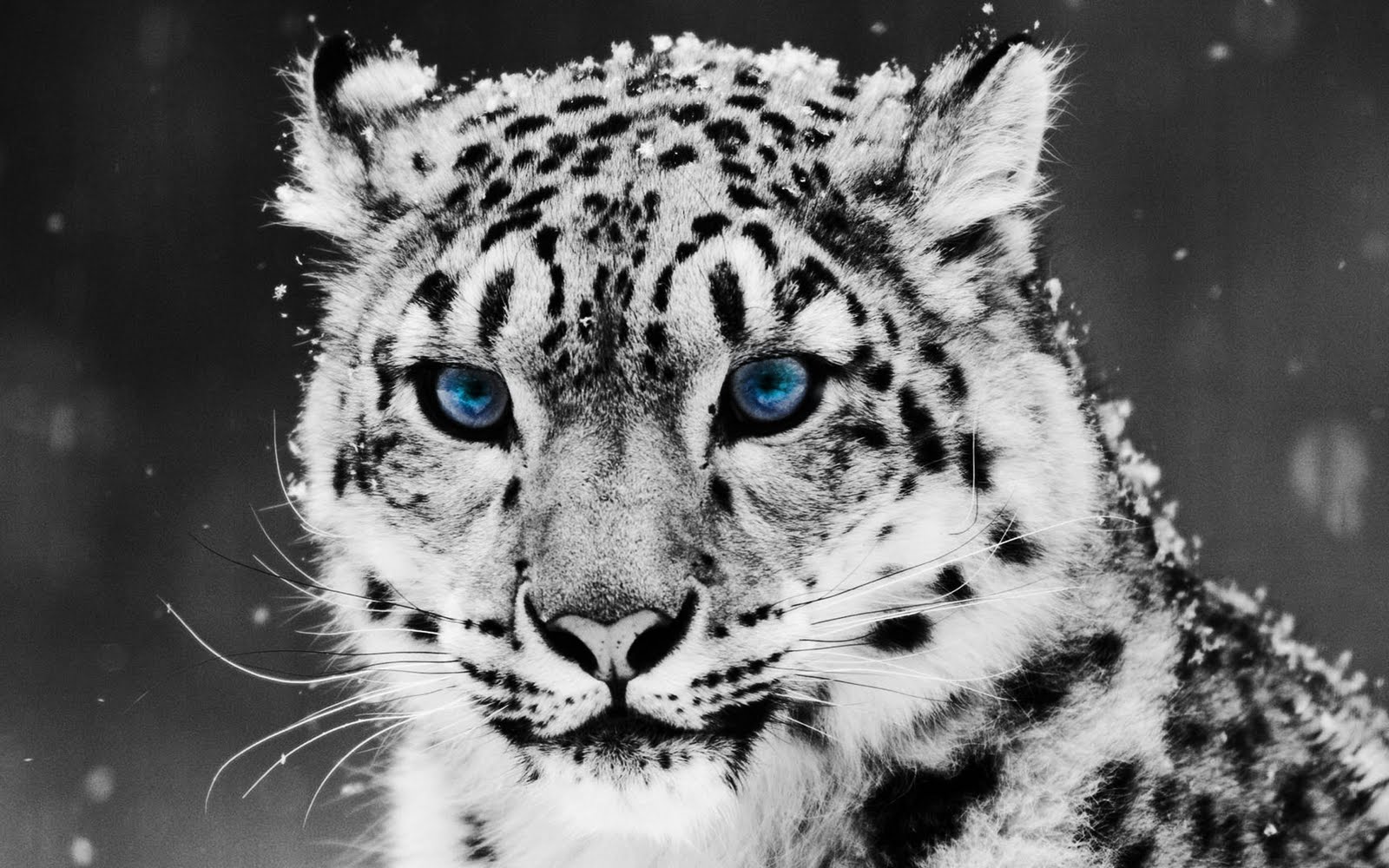 Snow Leopard Wallpapers