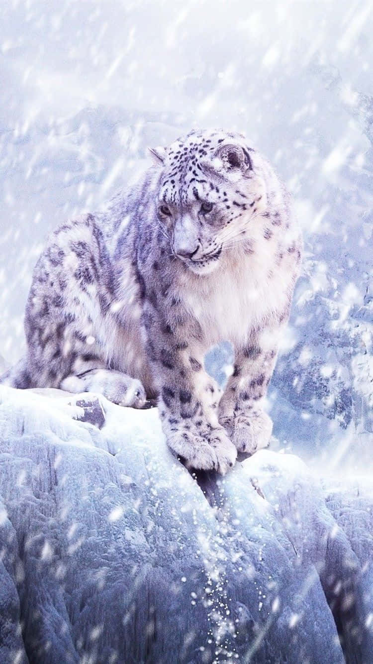 Snow Leopard Wallpapers