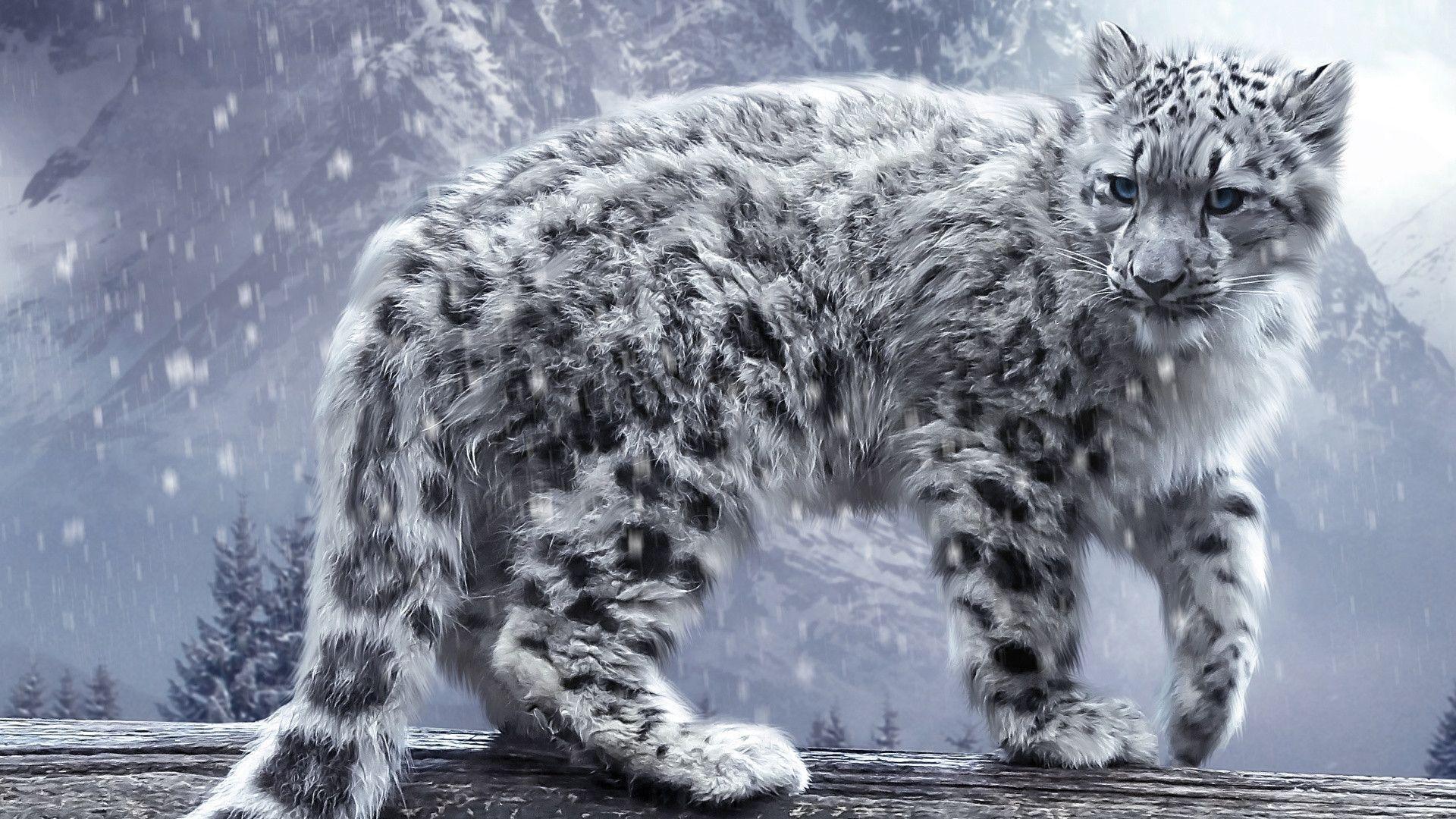 Snow Leopard Wallpapers