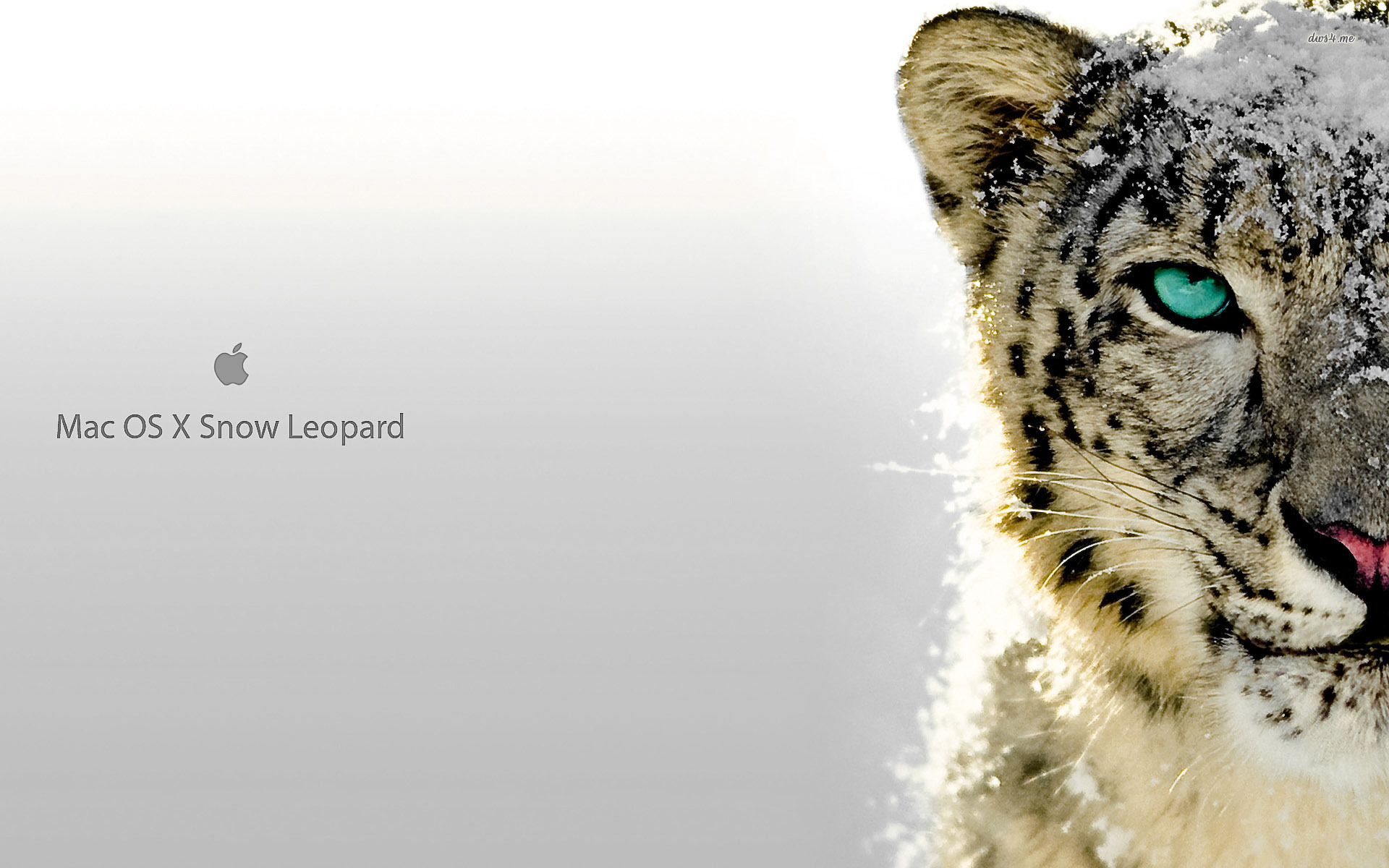 Snow Leopard Wallpapers