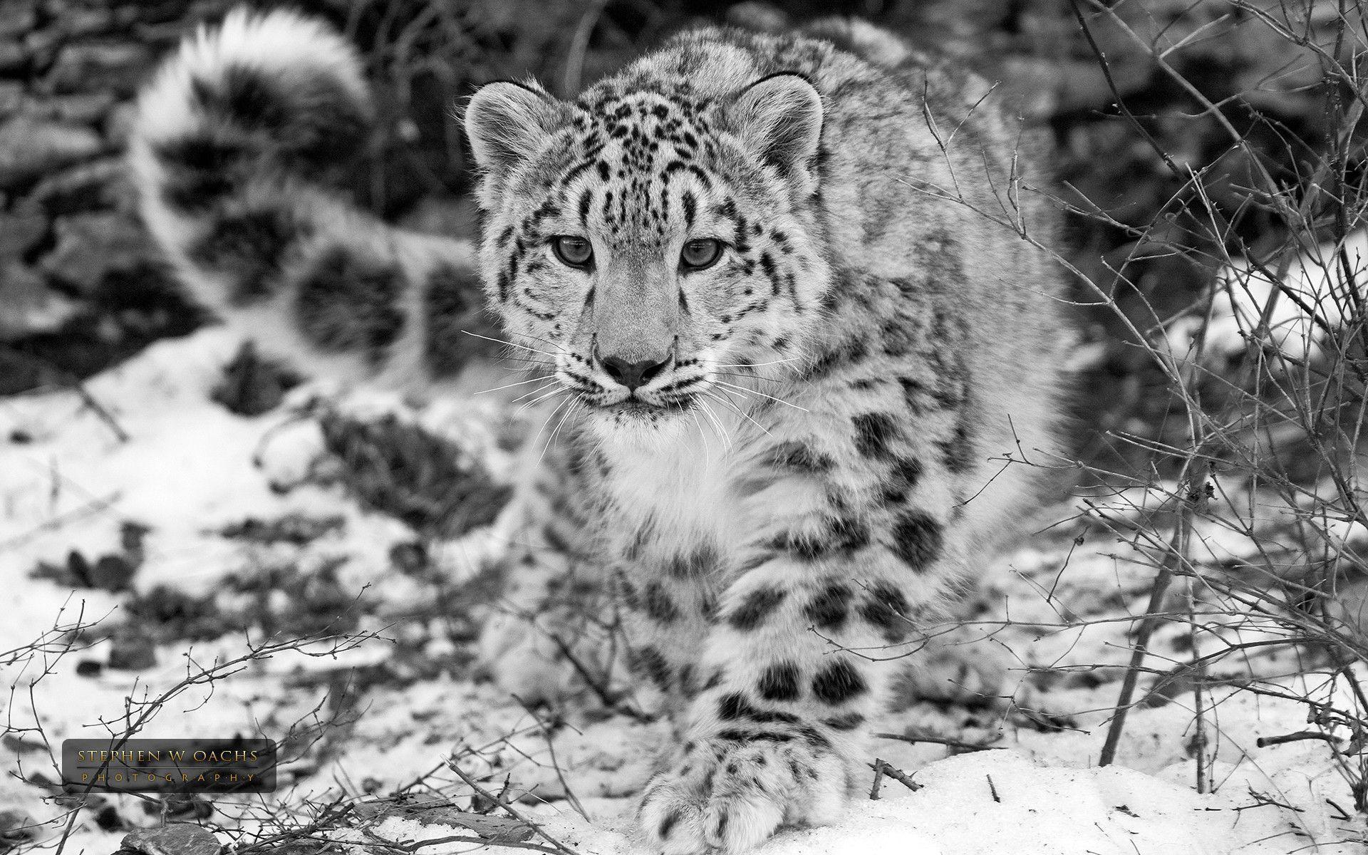 Snow Leopard Wallpapers