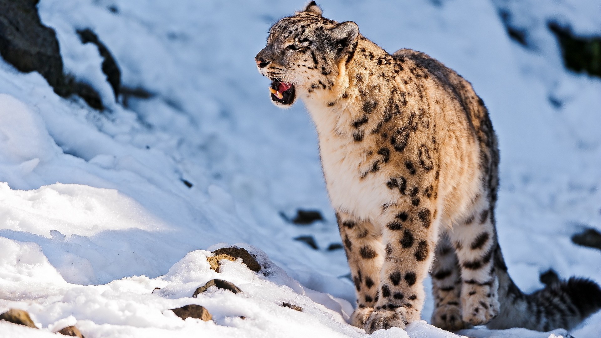 Snow Leopard Wallpapers