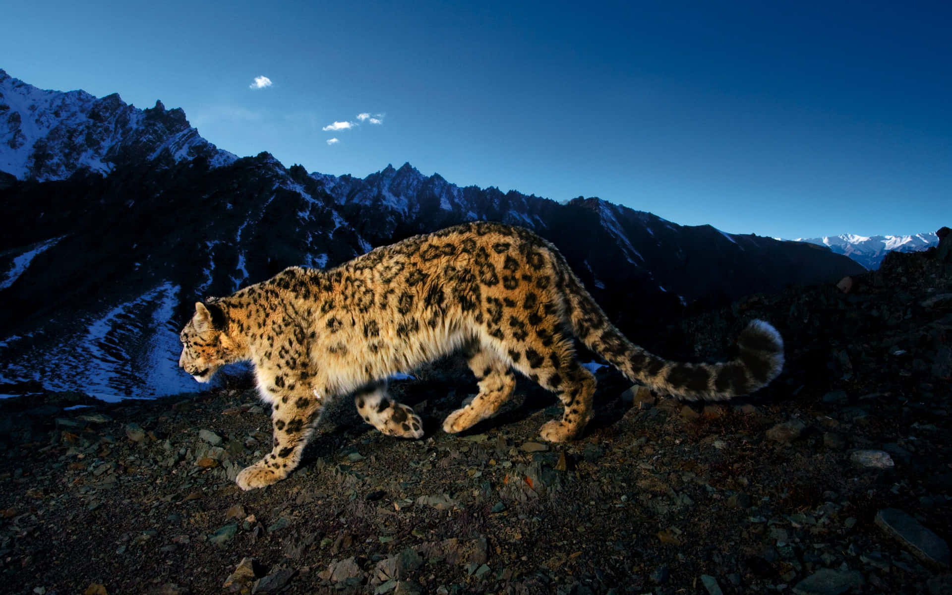 Snow Leopard Wallpapers