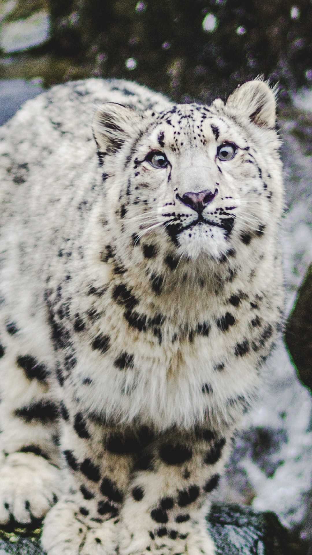 Snow Leopard Wallpapers