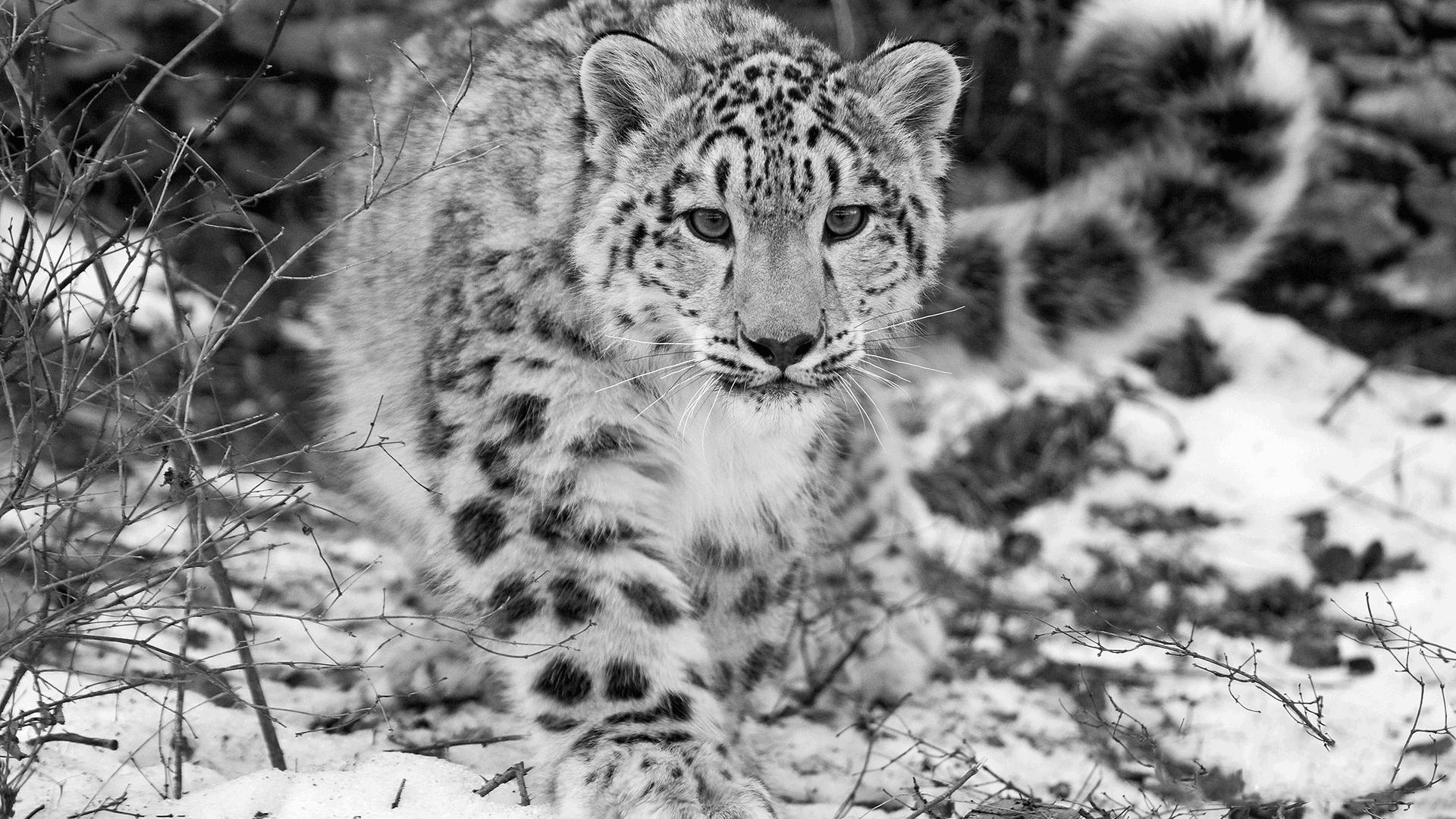 Snow Leopard Wallpapers