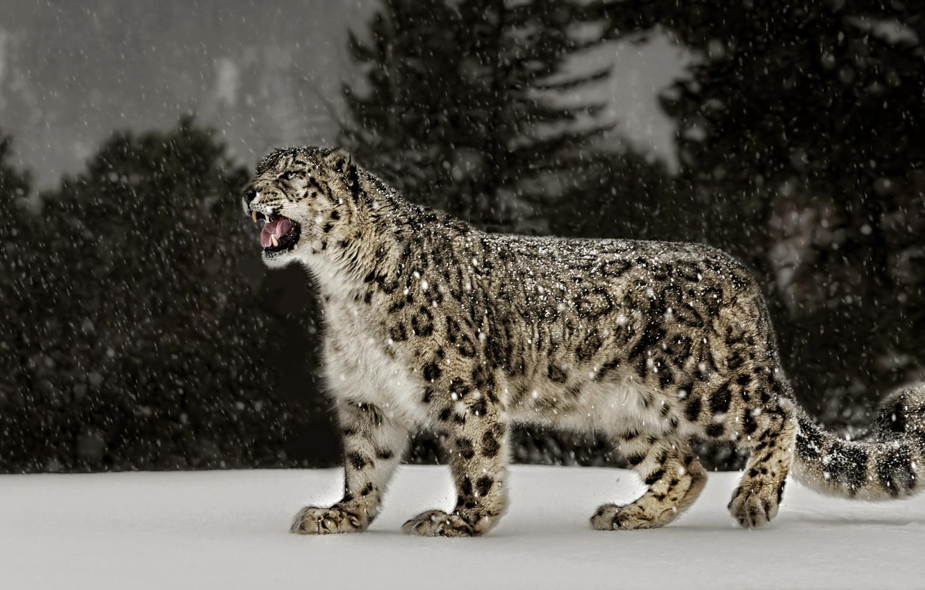 Snow Leopard Wallpapers