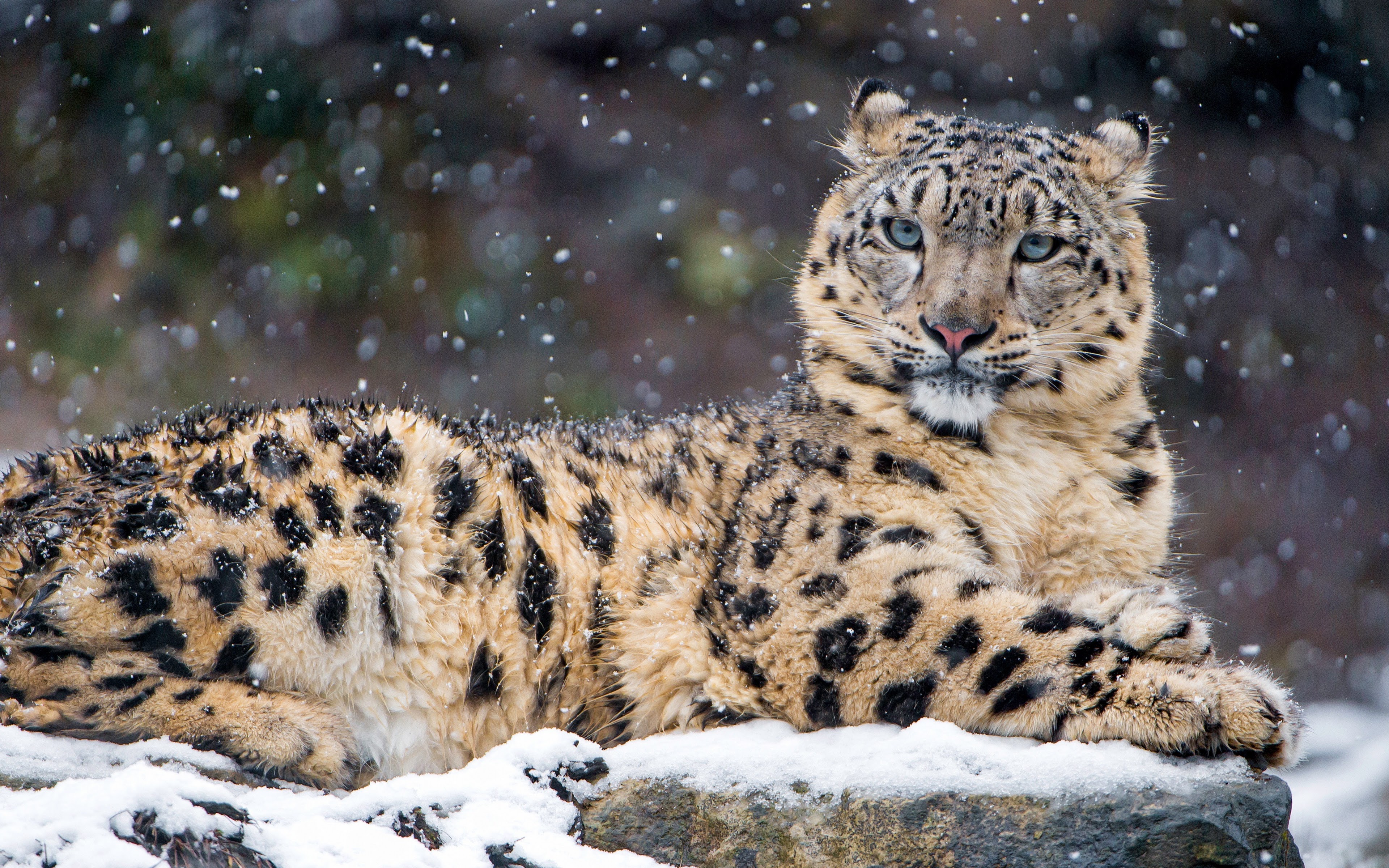 Snow Leopard Wallpapers