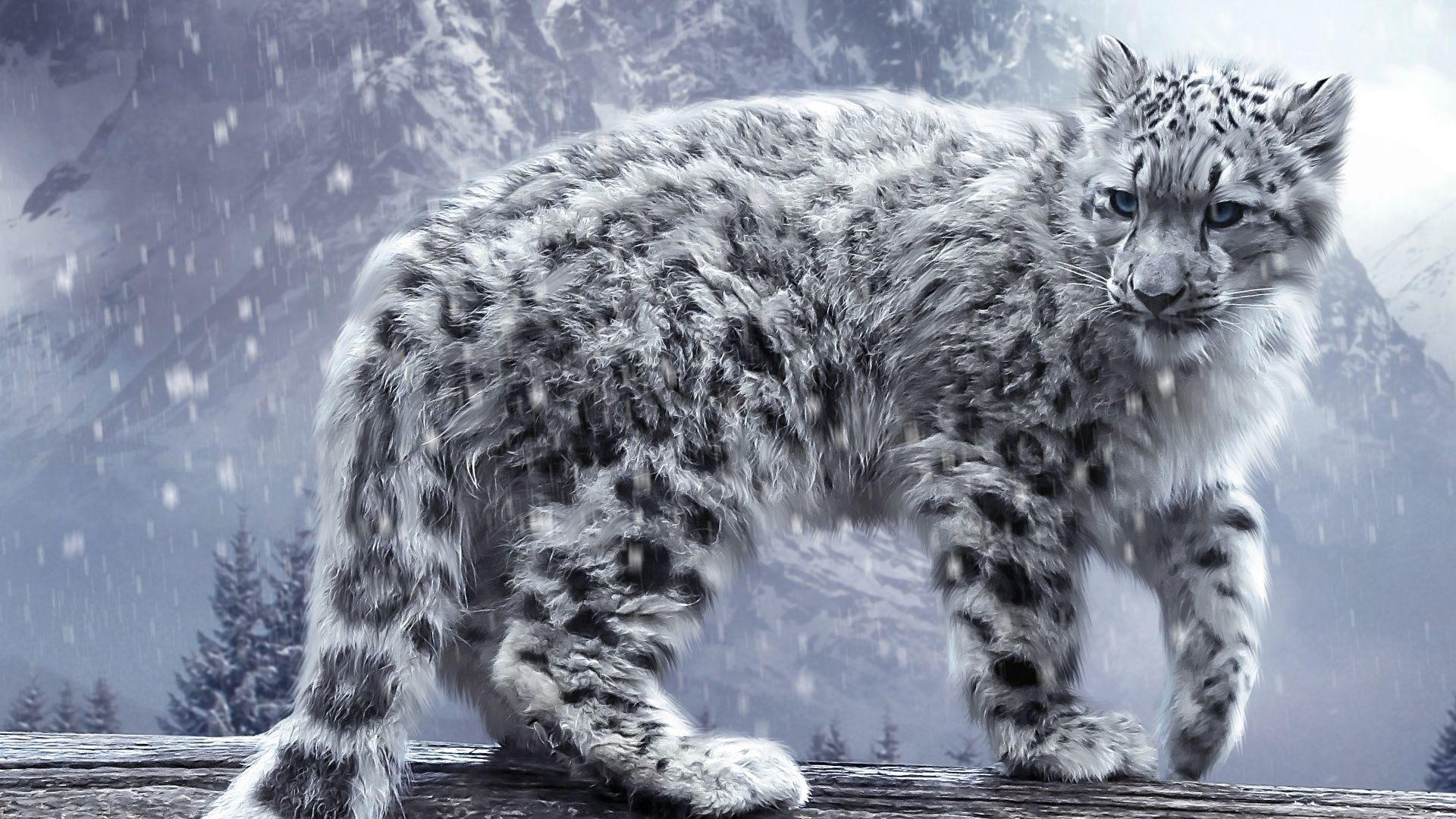 Snow Leopard Wallpapers