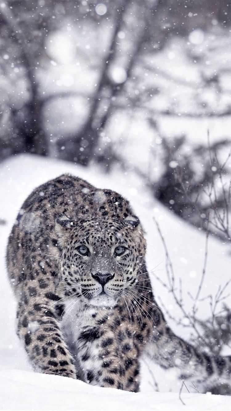 Snow Leopard Wallpapers