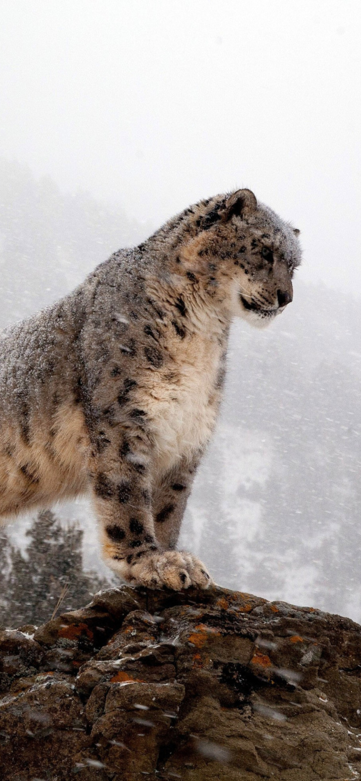 Snow Leopard Wallpapers